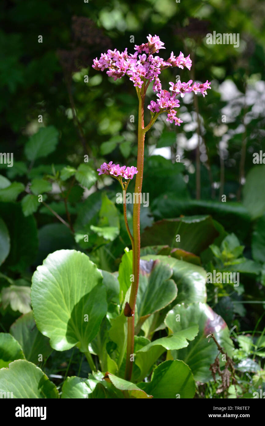 Cuore di foglia (Bergenia Bergenia cordifolia), evergreen perenne con fiori di colore rosa, in Germania, in Renania settentrionale-Vestfalia Foto Stock