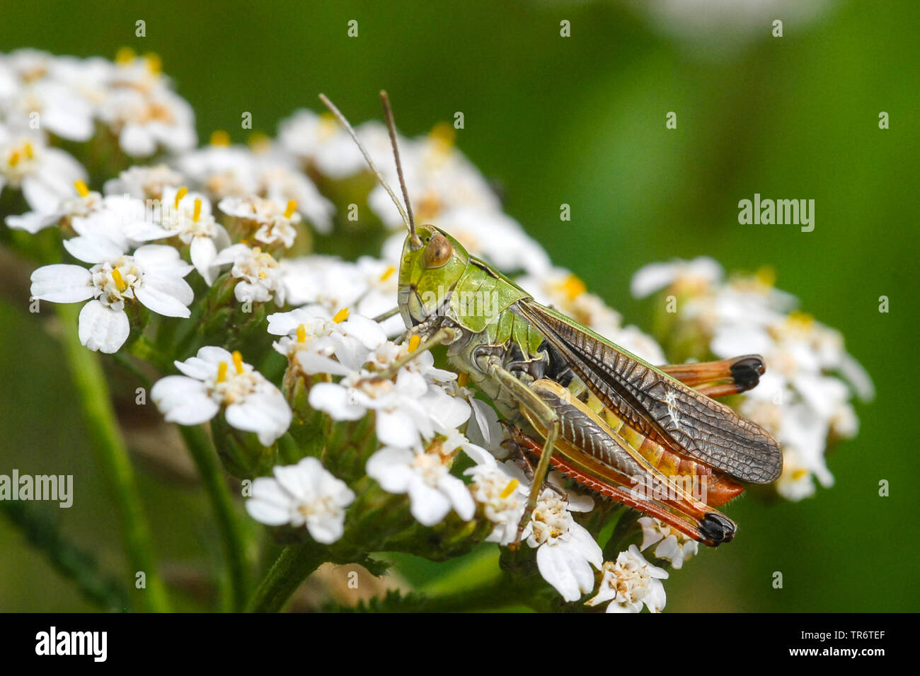 Stripe-winged grasshopper, foderati grasshopper (Stenobothrus lineatus), Paesi Bassi Foto Stock