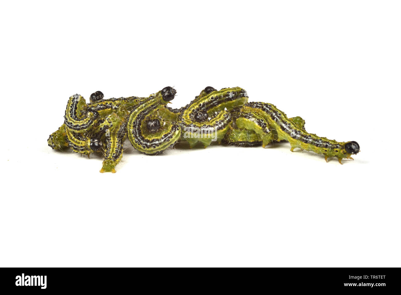 Struttura di scatola di Tarma (Glyphodes perspectalis, Cydalima perspectalis, Phacellura advenalis, Neoglyphodes perspectalis), Adulto bruchi, in Germania, in Renania settentrionale-Vestfalia Foto Stock