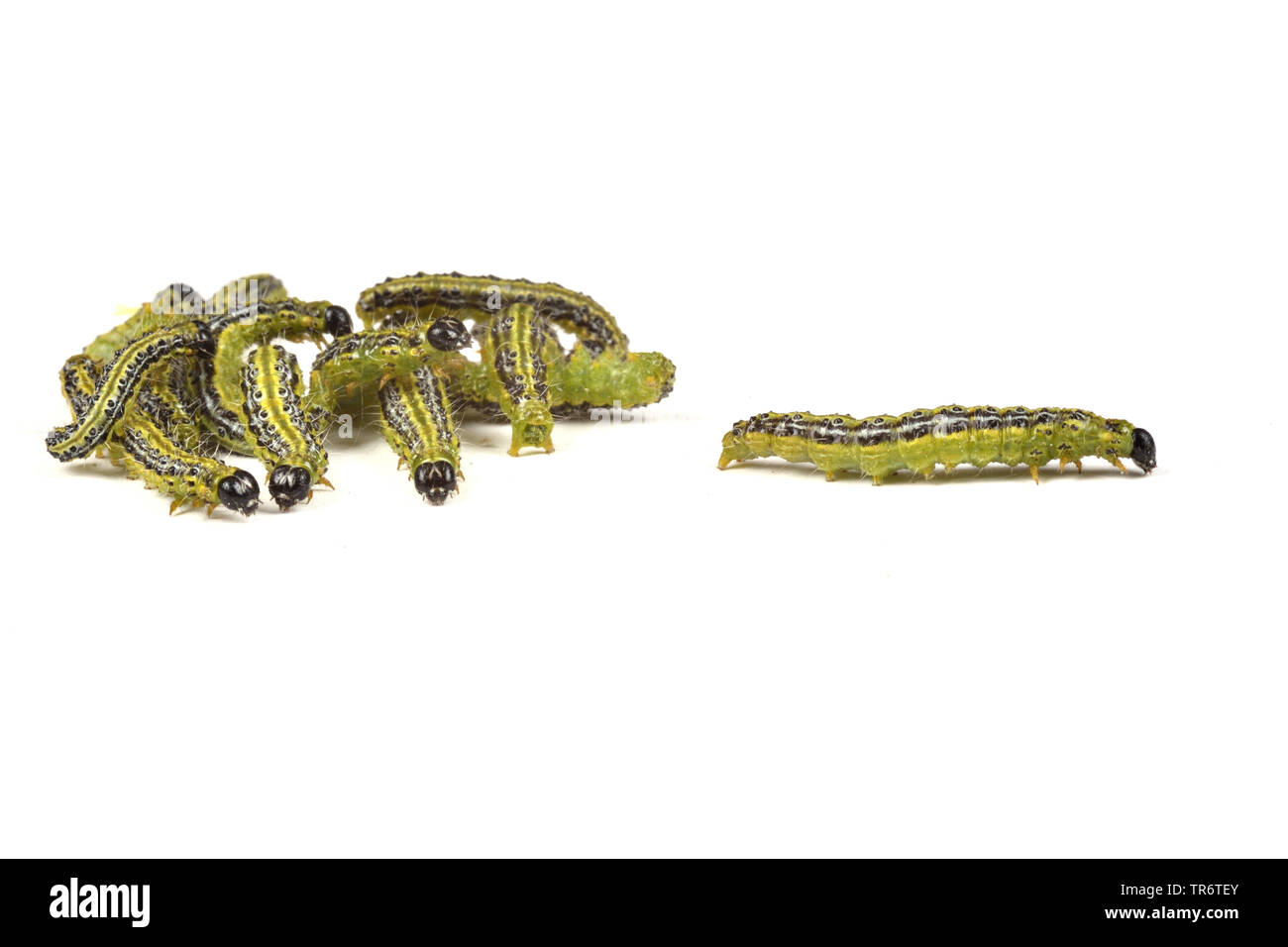 Struttura di scatola di Tarma (Glyphodes perspectalis, Cydalima perspectalis, Phacellura advenalis, Neoglyphodes perspectalis), Adulto bruchi, in Germania, in Renania settentrionale-Vestfalia Foto Stock