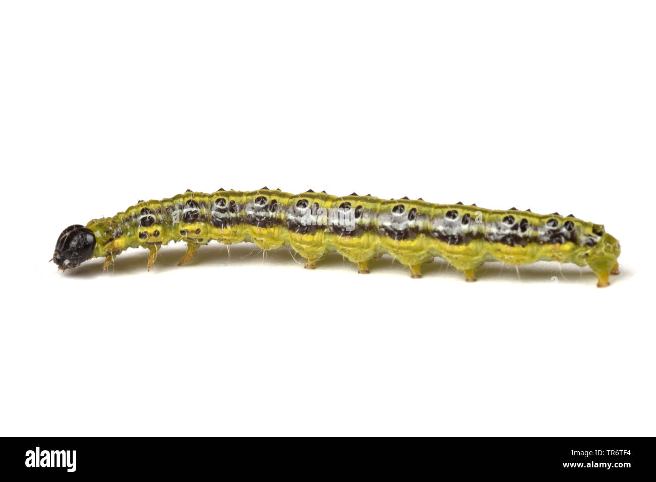 Struttura di scatola di Tarma (Glyphodes perspectalis, Cydalima perspectalis, Phacellura advenalis, Neoglyphodes perspectalis), Adulto caterpillar, in Germania, in Renania settentrionale-Vestfalia Foto Stock