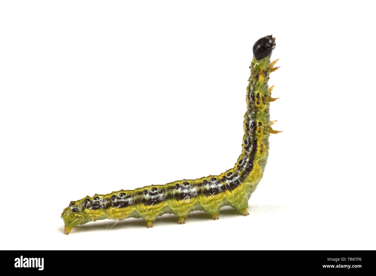 Struttura di scatola di Tarma (Glyphodes perspectalis, Cydalima perspectalis, Phacellura advenalis, Neoglyphodes perspectalis), Adulto caterpillar ponendo, in Germania, in Renania settentrionale-Vestfalia Foto Stock
