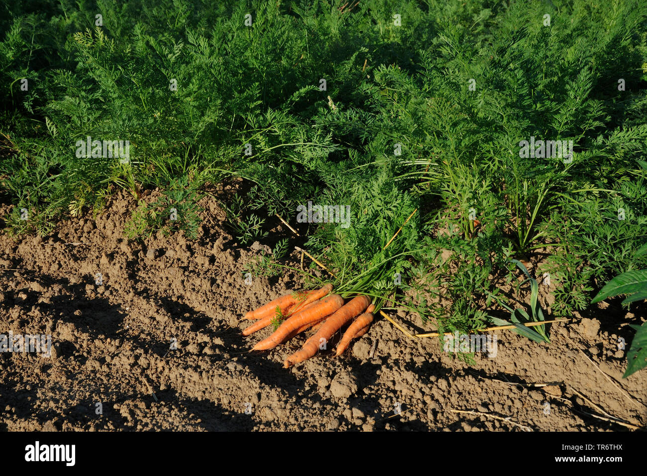 La carota (Daucus carota subsp. sativus, Daucus carota var. sativus), appena raccolto le carote in corrispondenza del bordo di un campo di carota, in Germania, in Renania settentrionale-Vestfalia Foto Stock