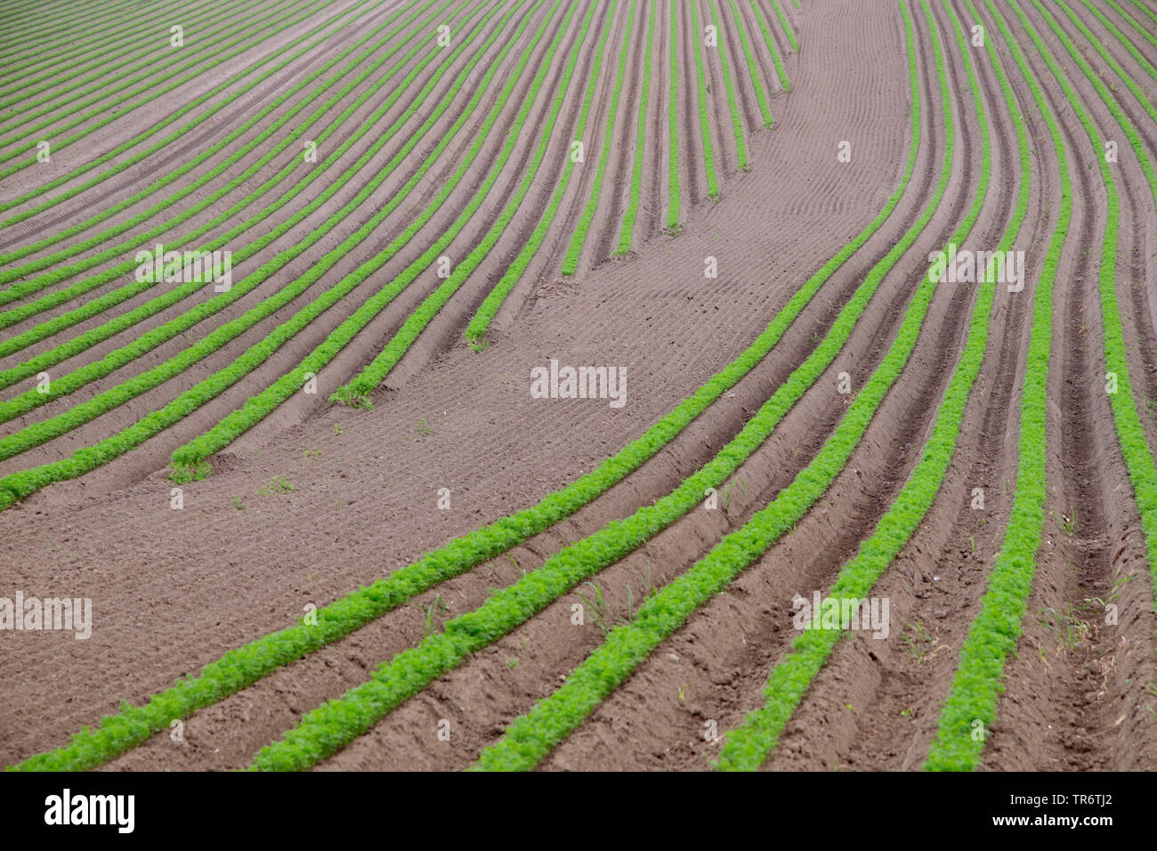 La carota (Daucus carota subsp. sativus, Daucus carota var. sativus), campo di carota in primavera, in Germania, in Renania settentrionale-Vestfalia Foto Stock