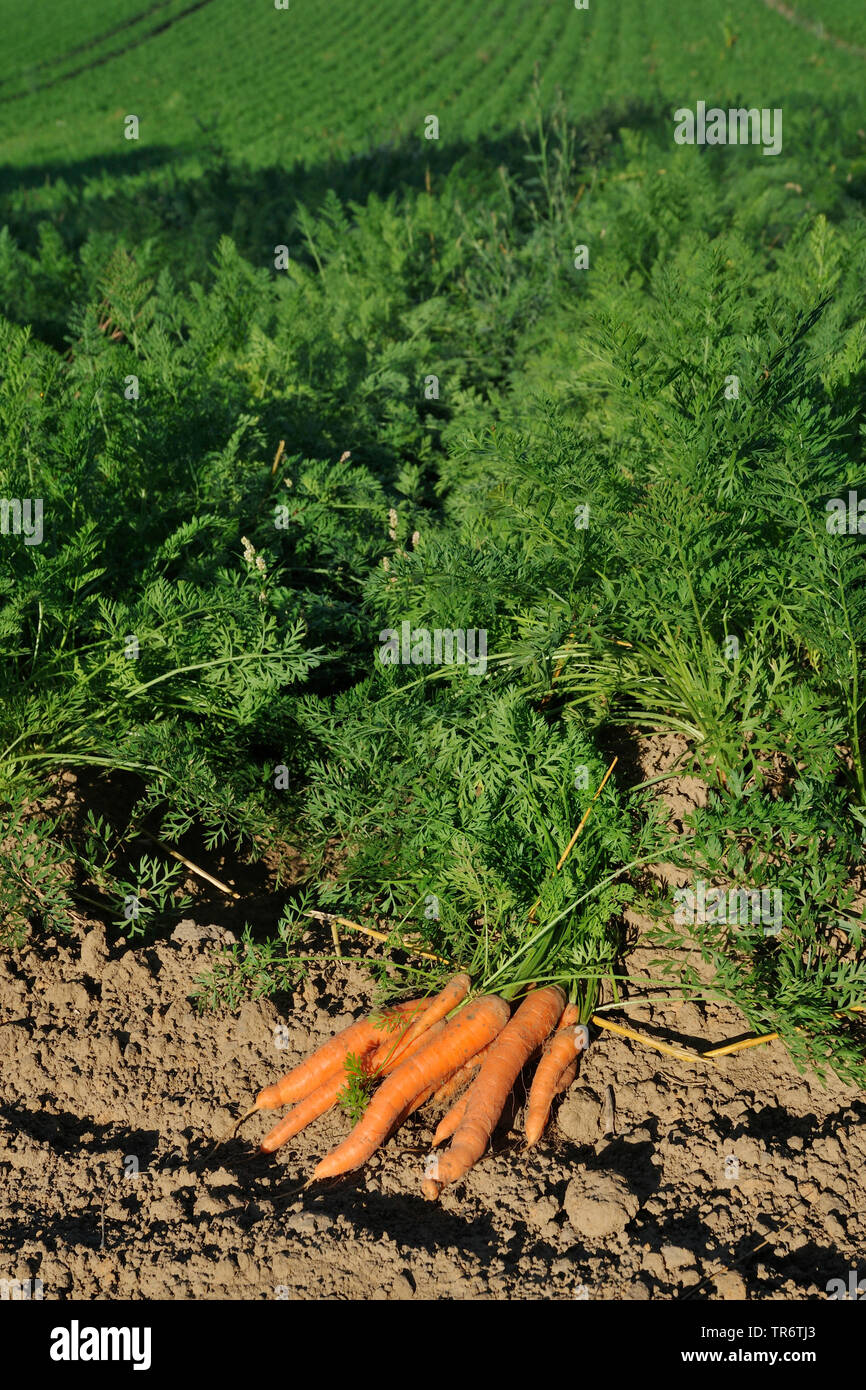 La carota (Daucus carota subsp. sativus, Daucus carota var. sativus), appena raccolto le carote in corrispondenza del bordo di un campo di carota, in Germania, in Renania settentrionale-Vestfalia Foto Stock