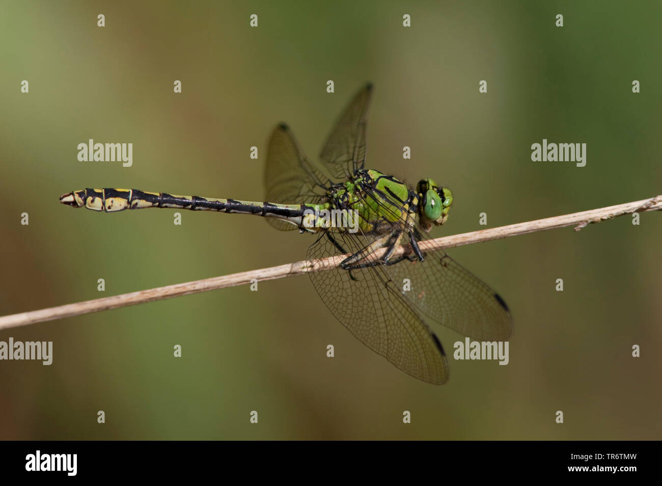 Libellula a serpentina, Verde Snaketail (Ophiogomphus serpentinus, Ophiogomphus cecilia), maschio, Paesi Bassi Limburg Foto Stock