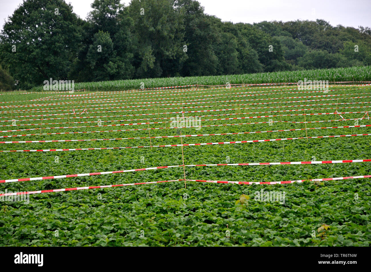 Fragola (Fragaria spec.), campo di fragole con nastri di barriera, in Germania, in Renania settentrionale-Vestfalia, la zona della Ruhr, Herne Foto Stock