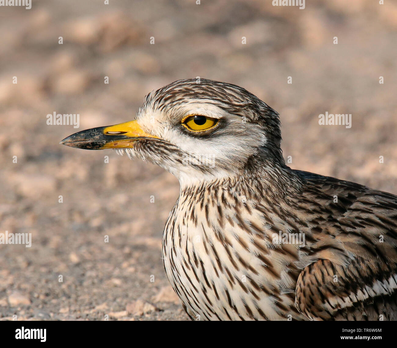 In pietra (curlew Burhinus oedicnemus), Isole Canarie Foto Stock