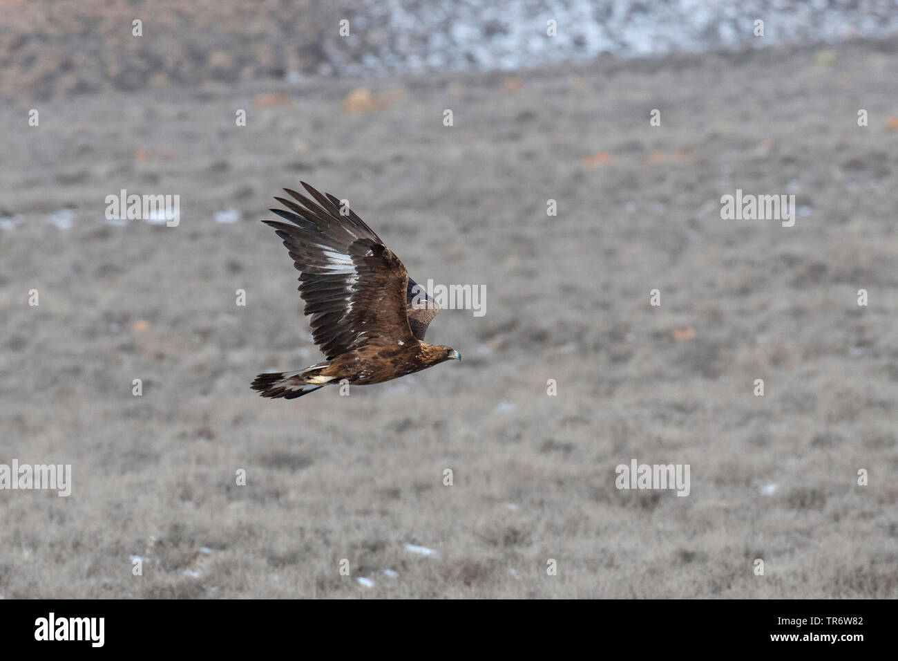 Aquila reale (Aquila chrysaetos homeyeri, Aquila homeyeri), flying subadult, Iran, Golestan National Park Foto Stock