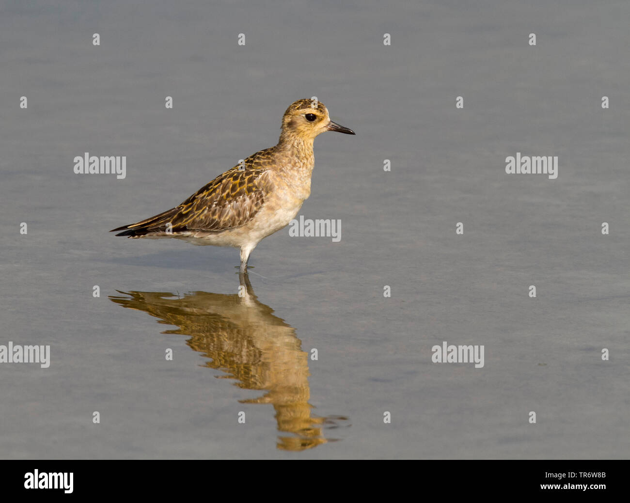 Pacific golden plover (Pluvialis fulva), sul pan di sale vicino al Golfo di Thailandia, Tailandia, Hat Chao Samran Foto Stock