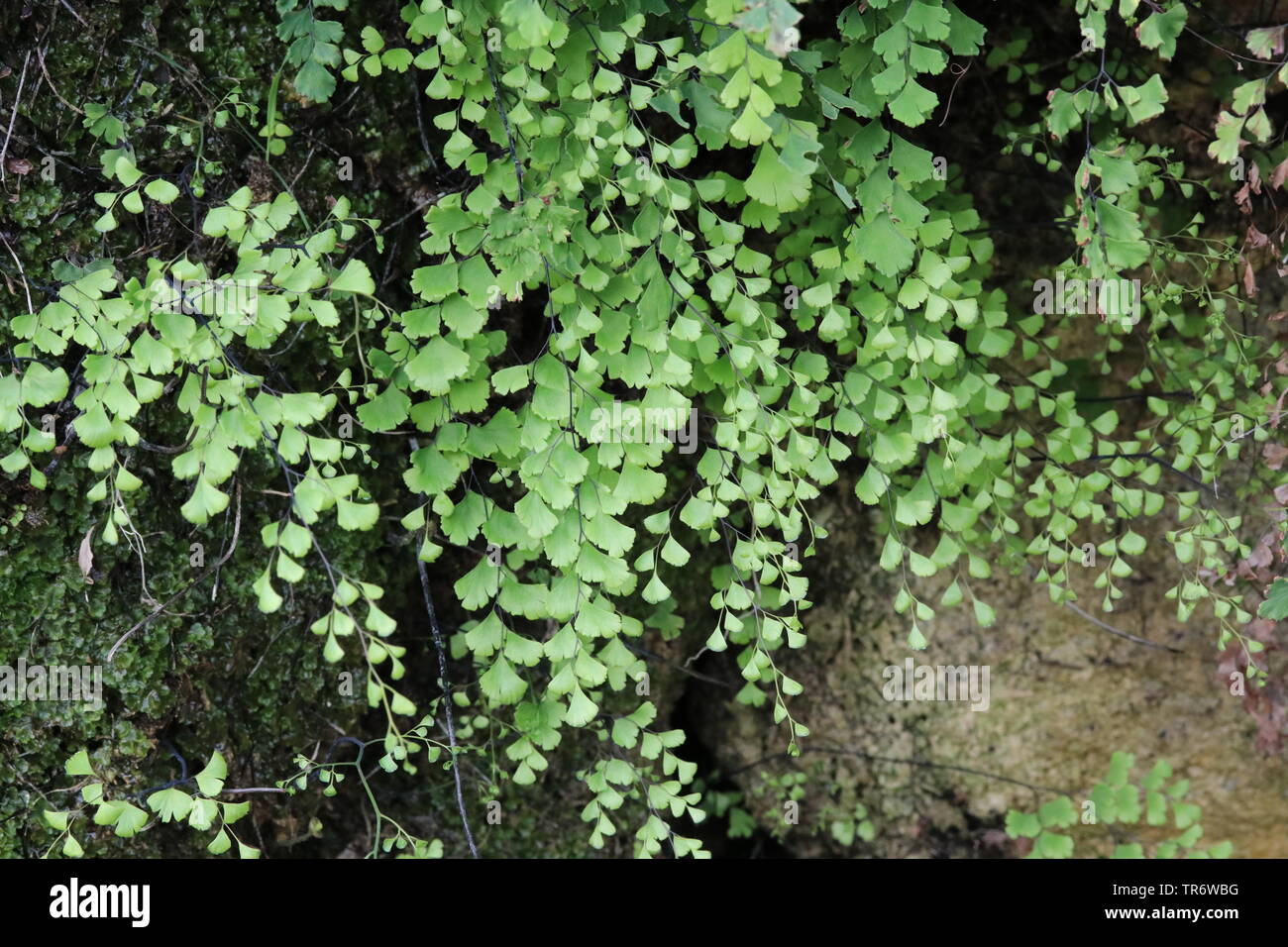 Venere-capelli felce, felce capelvenere, vero maidenhair (Adiantum capillus-veneris), su una parete, Isole Baleari Spagna, Maiorca Foto Stock
