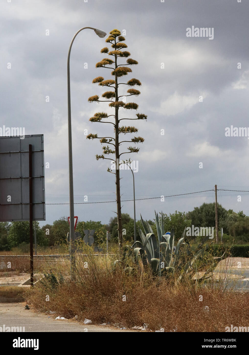 Agave, secolo impianto (Agave americana), fioritura su un parcheggio, Isole Baleari Spagna, Maiorca, Campos Foto Stock