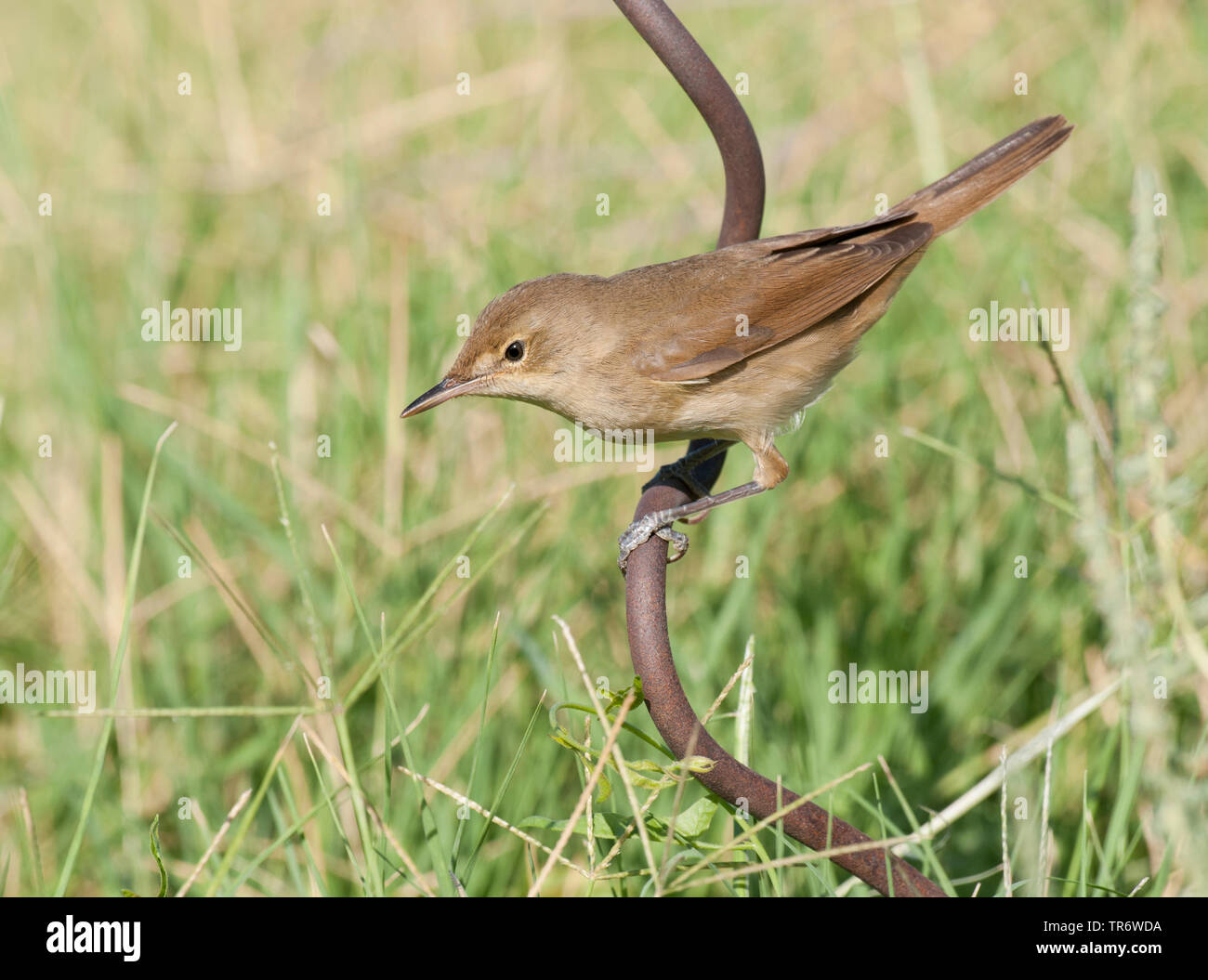 Blyth reed del trillo (Acrocephalus dumetorum), seduto su un supporto di crescita, Kazakistan Foto Stock