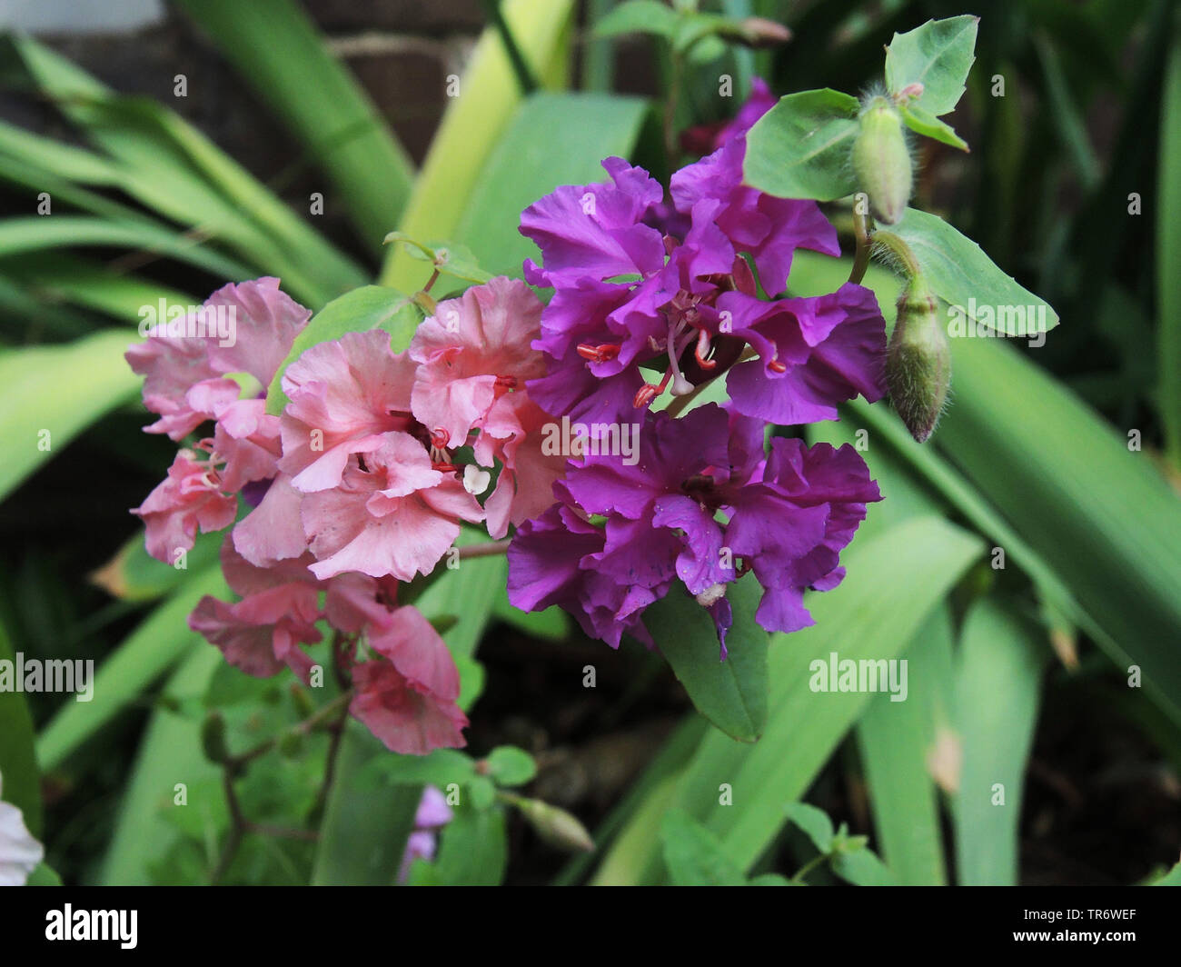 Elegante, clarkia ghirlanda di montagna (Clarkia unguiculata), fioritura Foto Stock