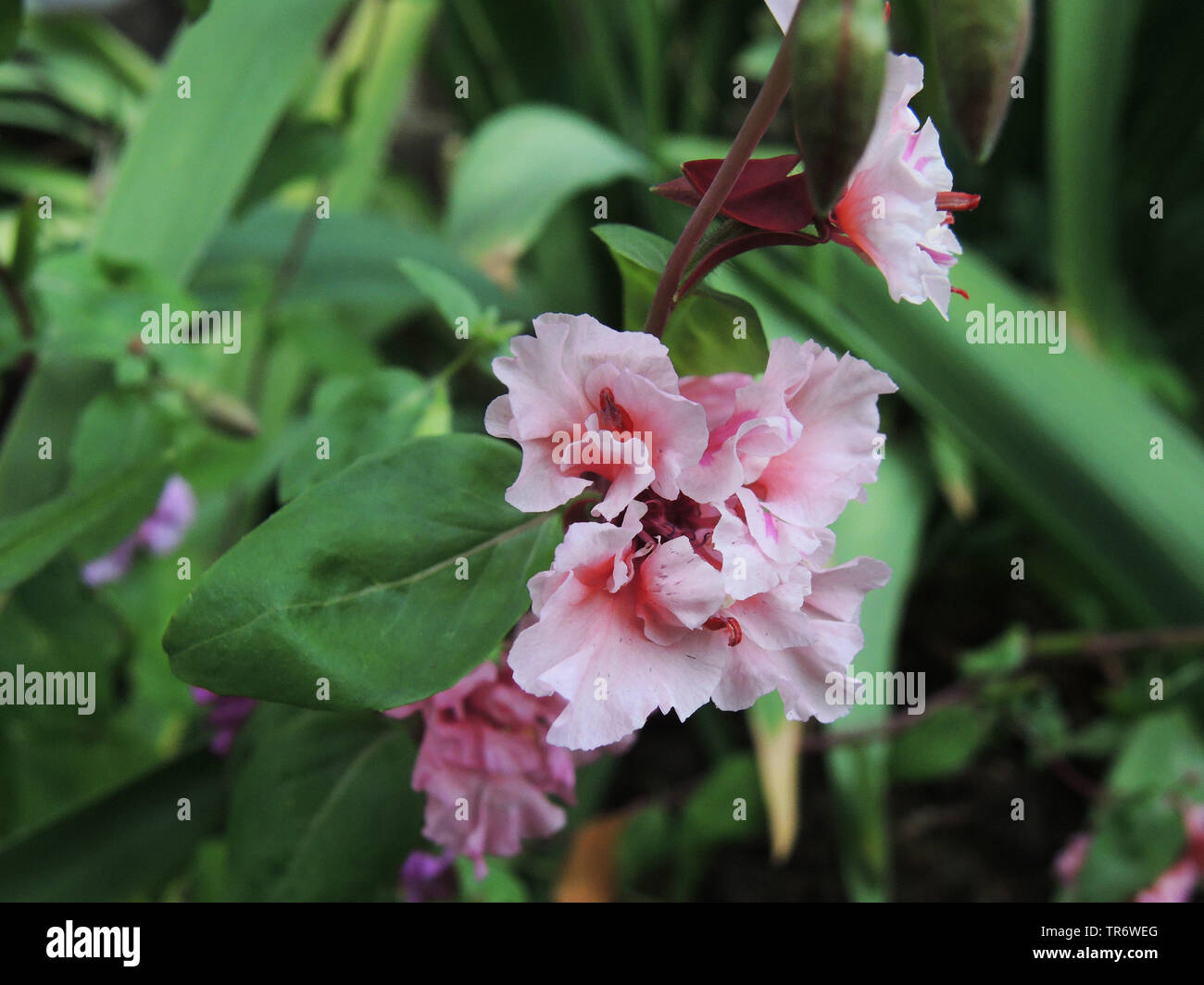 Elegante, clarkia ghirlanda di montagna (Clarkia unguiculata), fioritura Foto Stock