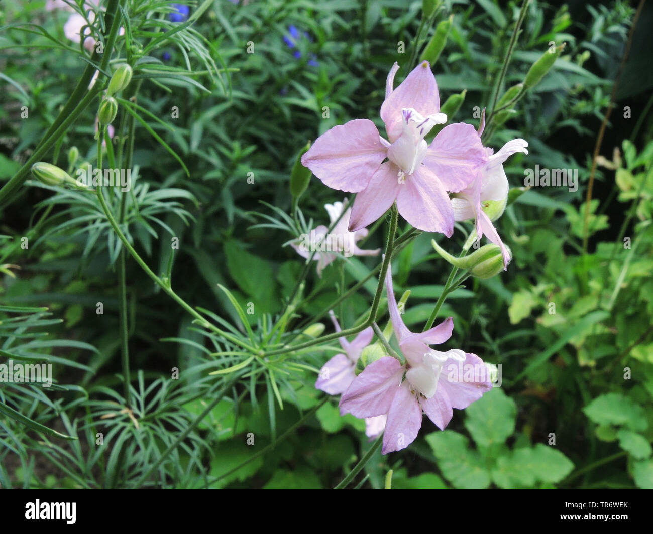 Dubbia Knight's-sperone, Larkspur, annuale (Delphinium Consolida ajacis, Delphinium ajacis), fioritura Foto Stock