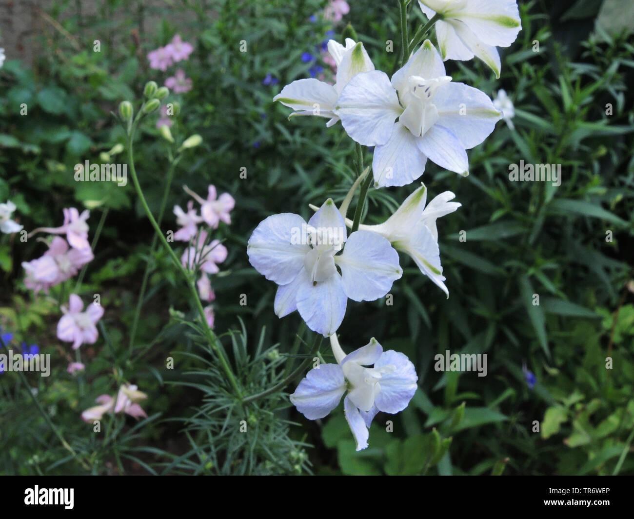 Dubbia Knight's-sperone, Larkspur, annuale (Delphinium Consolida ajacis, Delphinium ajacis), fioritura Foto Stock