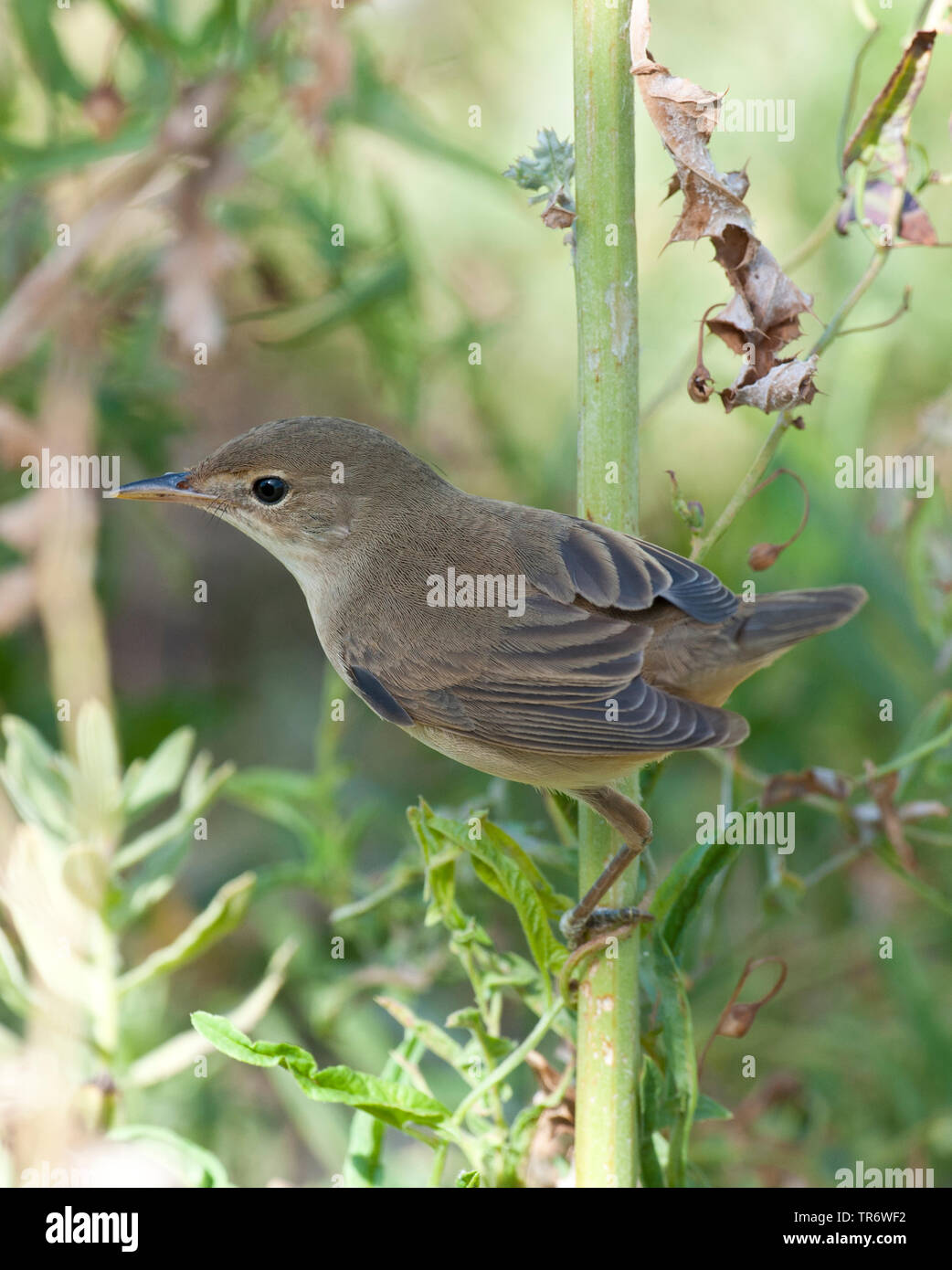 Eurasian Reed trillo, Caspian Reed trillo (Acrocephalus scirpaceus ssp. fuscus, Acrocephalus scirpaceus fuscus, Acrocephalus fuscus), Kazakistan Foto Stock