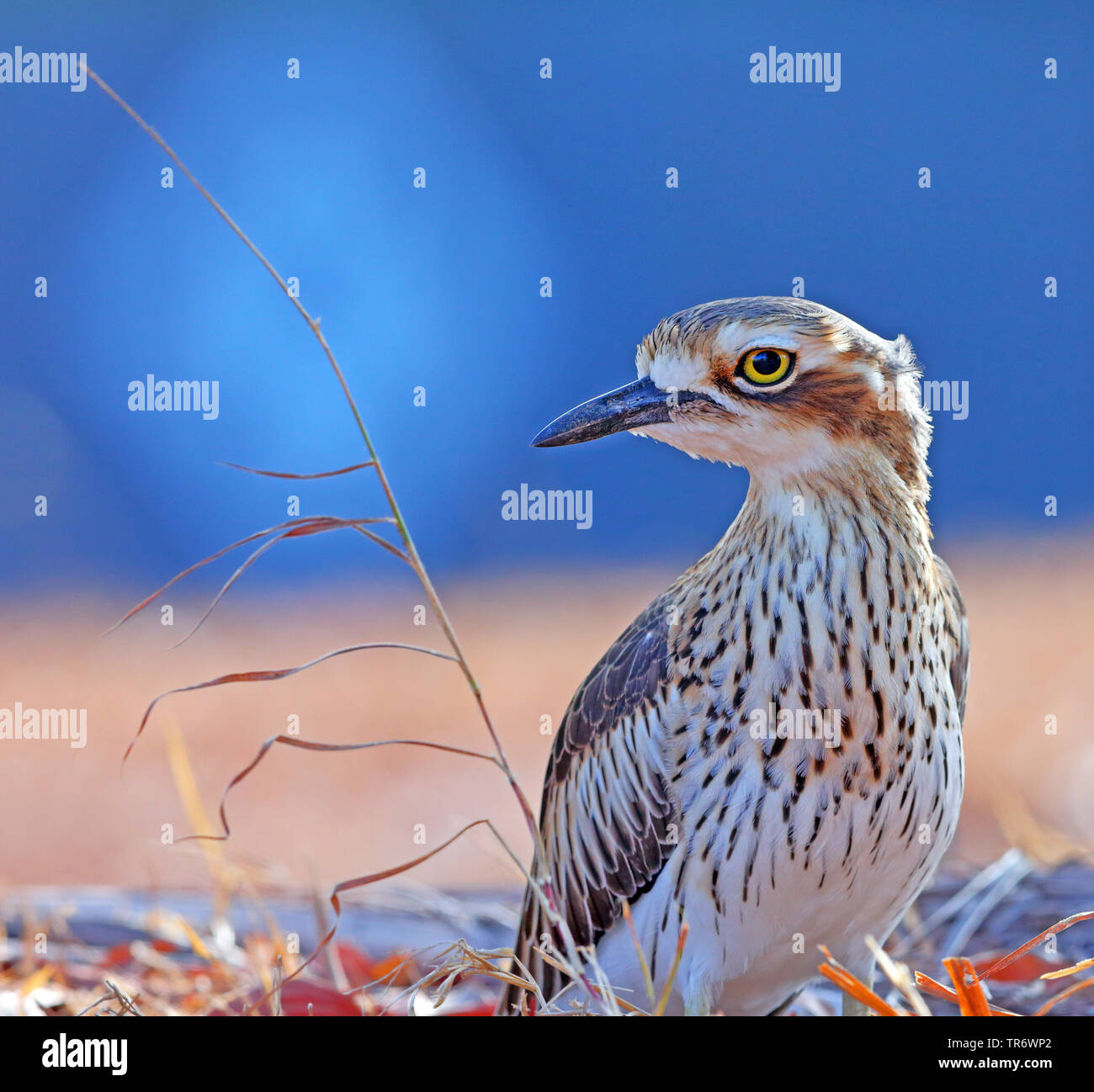 Boccola di pietra-curlew, Bush Thick-Knee (Burhinus grallarius), Australia Foto Stock