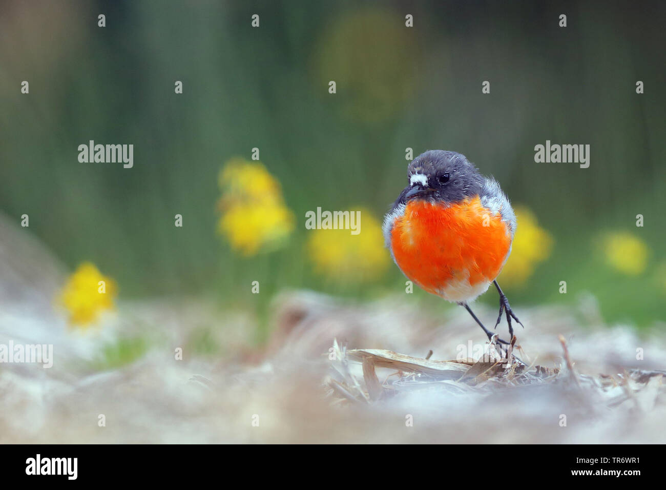 Fiamma robin (Petroica phoenicea), Australia Foto Stock