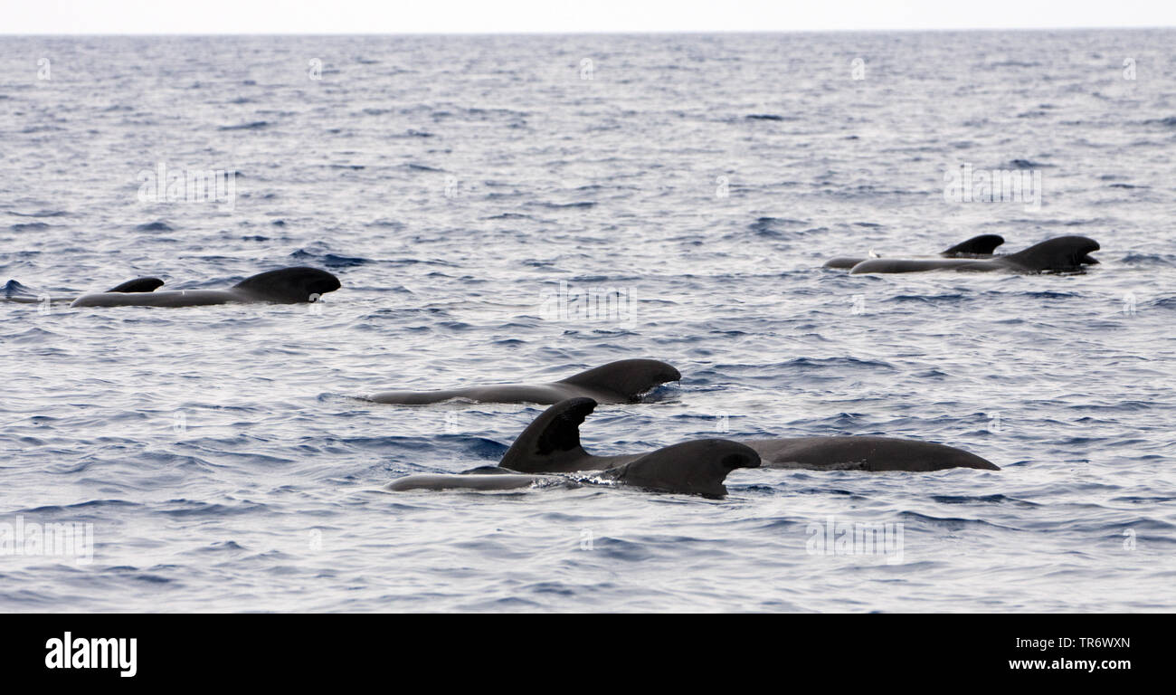 A breve alettato di Balene Pilota, pothead balena, Illex Balene Pilota, Pacific balena pilota, blackfish (Globicephala macrorhynchus), scuola di nuoto in corrispondenza della superficie dell'acqua, Azzorre Foto Stock