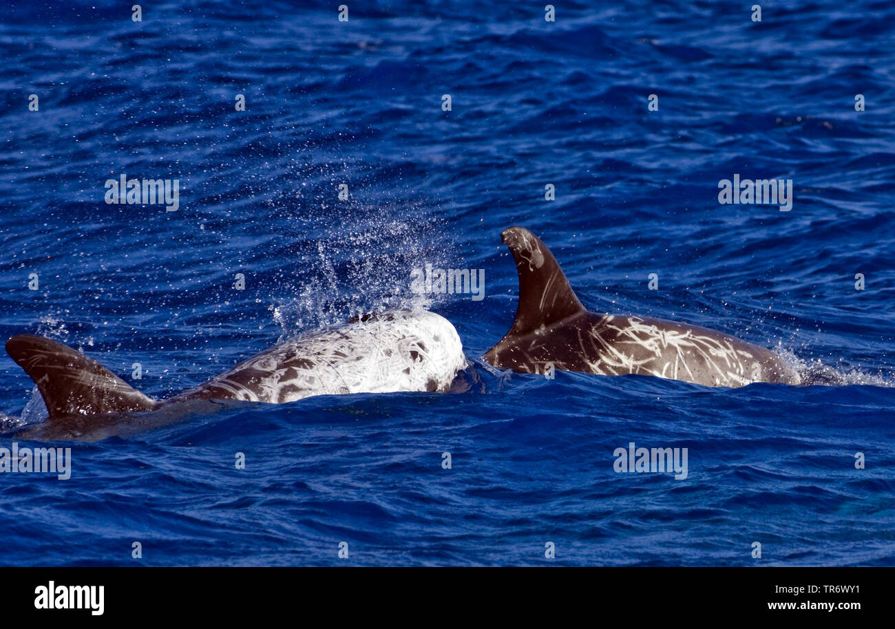 Risso, Dolphin grampus grigio, bianco-guidato grampus (Grampus griseus), in corrispondenza della superficie dell'acqua, Azzorre Foto Stock