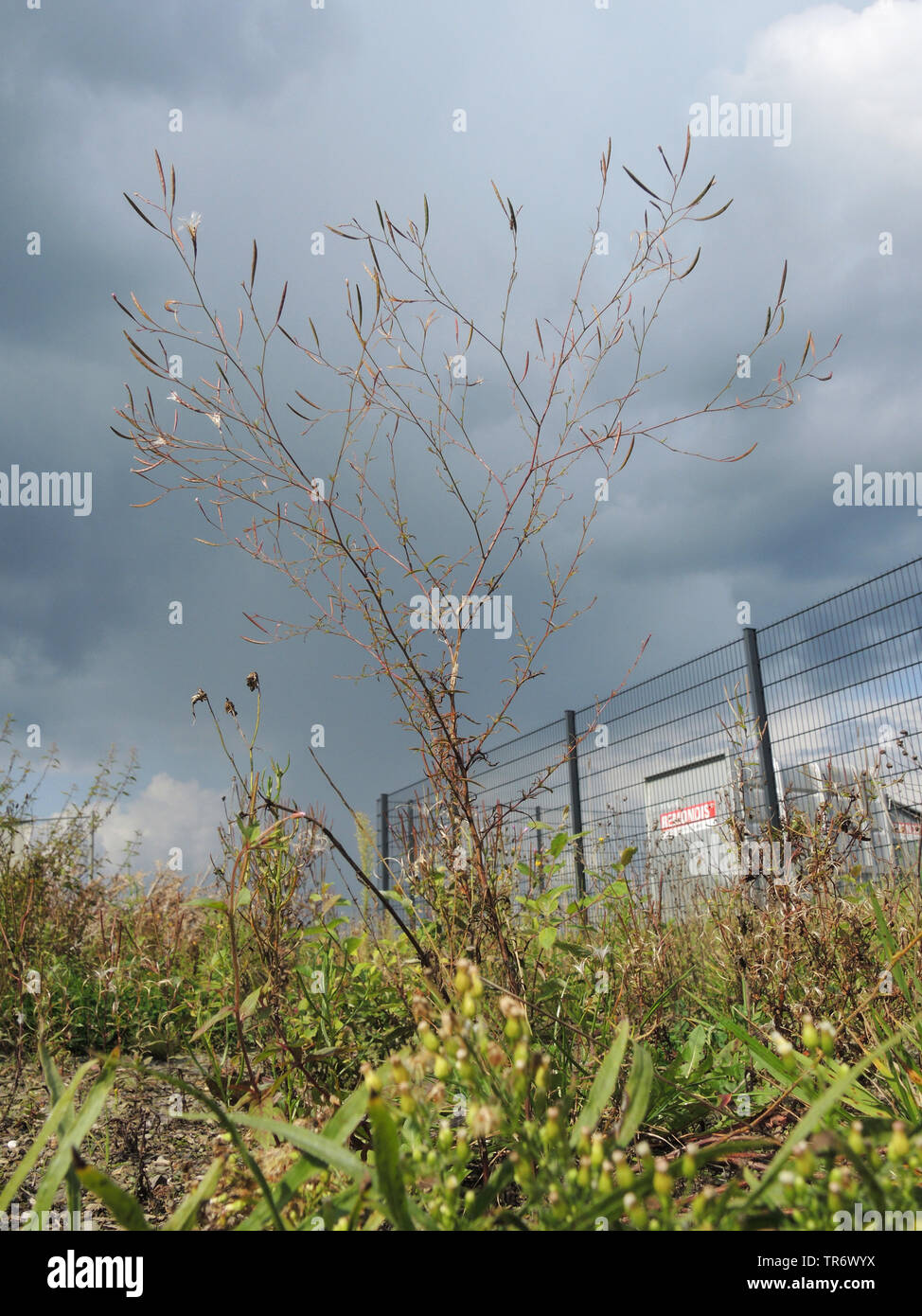 Tall willowherb, alti willowherb annuale, Panicled willowherb, fireweed alti. (Epilobium brachycarpum), abitudine, Germania Foto Stock