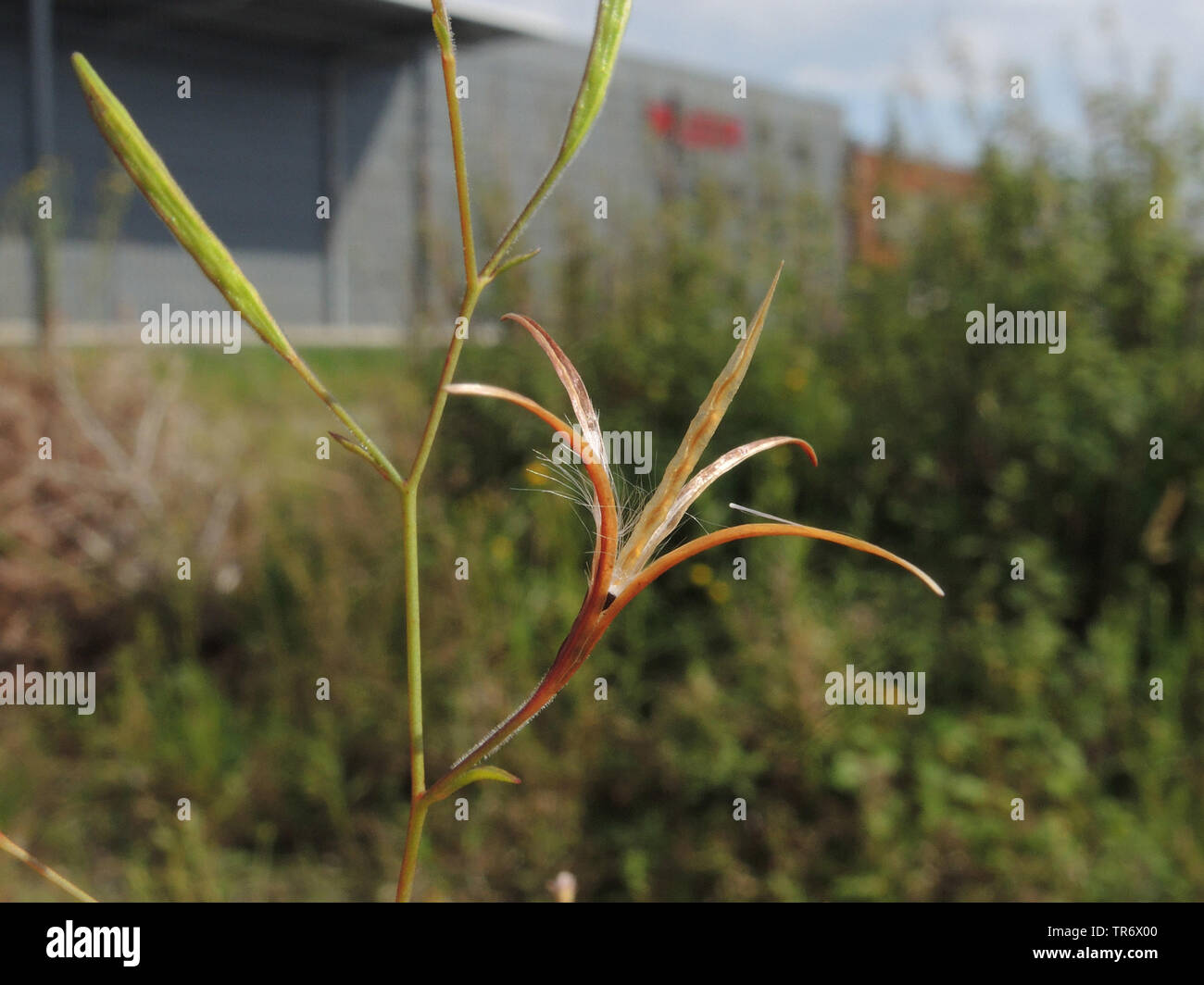 Tall willowherb, alti willowherb annuale, Panicled willowherb, fireweed alti. (Epilobium brachycarpum), frutta, Germania Foto Stock