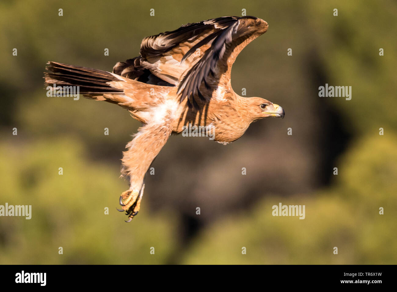 Spanish Imperial Eagle, aquila imperiale iberica, Adalberto's eagle (Aquila adalberti), in volo, vista laterale, Spagna Foto Stock