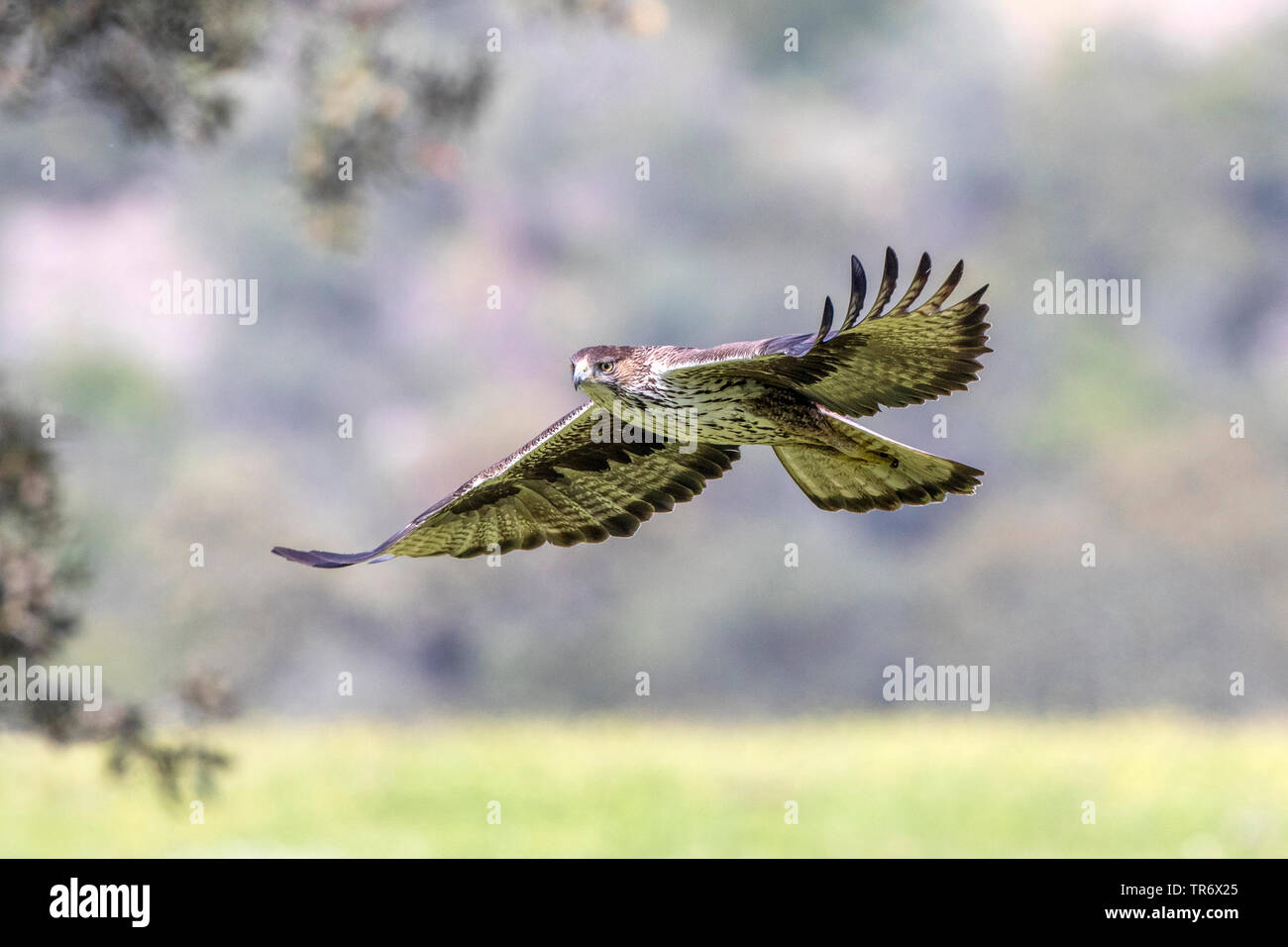 Bonellis eagle (Hieraaetus fasciatus, Aquila fasciata), fyling, Spagna, Andalusia Foto Stock