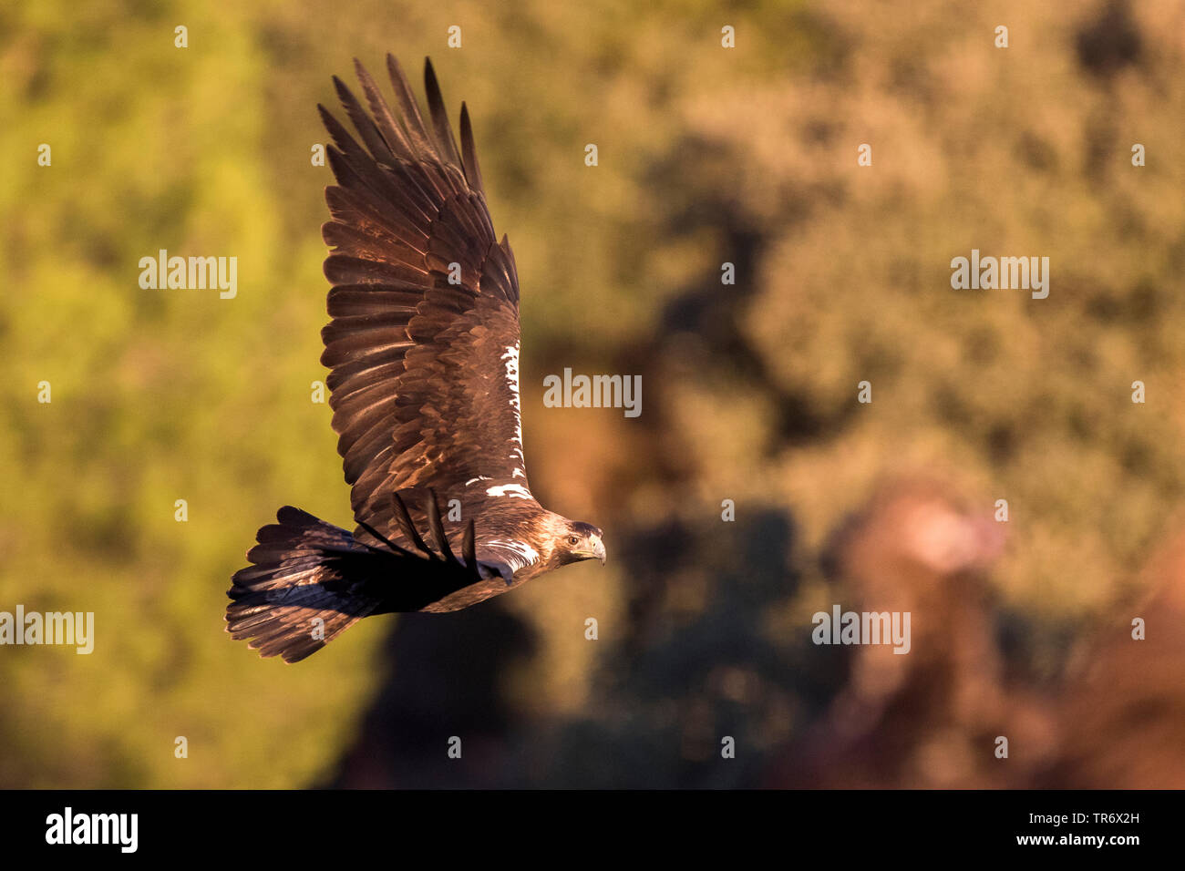 Spanish Imperial Eagle, aquila imperiale iberica, Adalberto's eagle (Aquila adalberti), fyling, Spagna Foto Stock