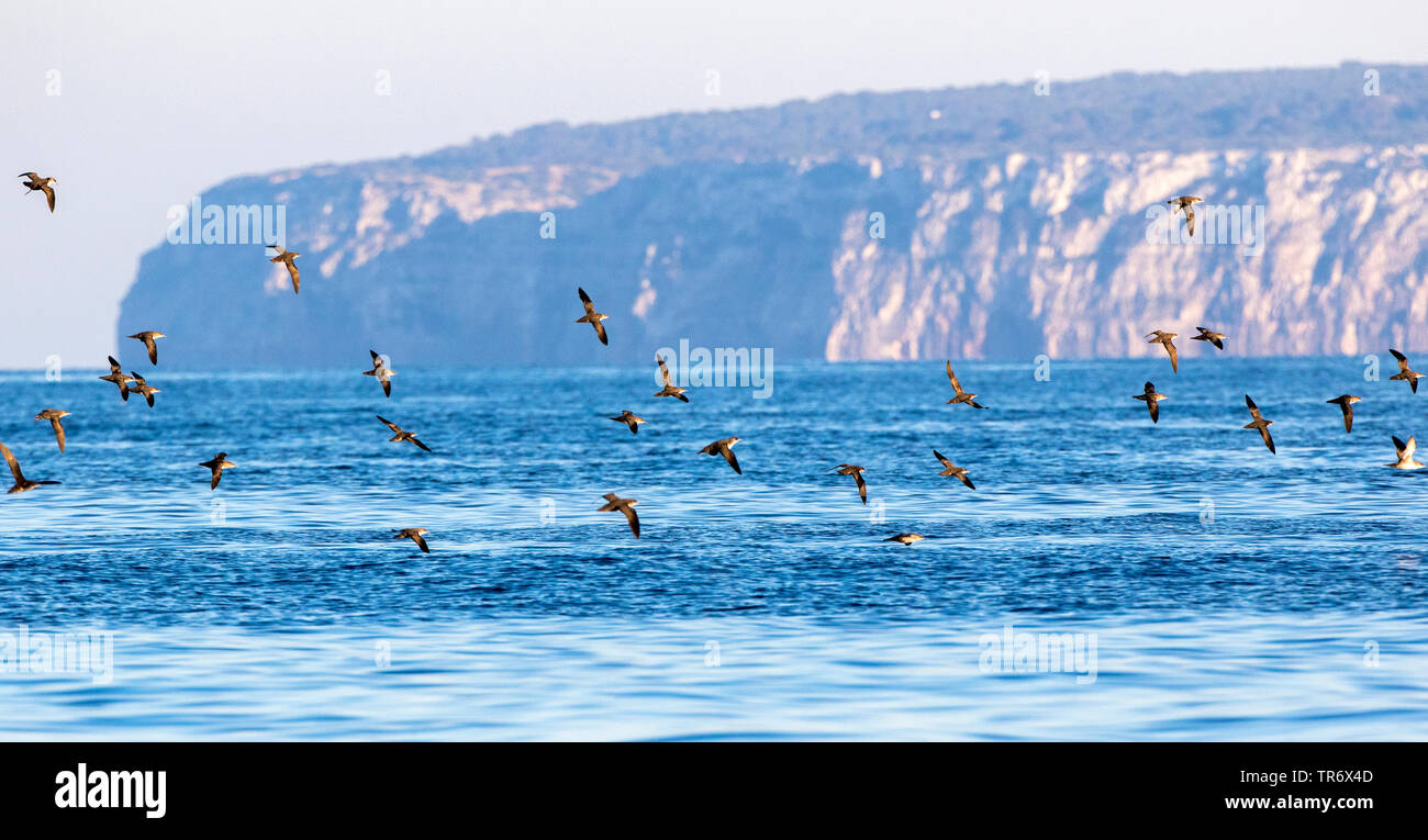 Baleari (Shearwater Puffinus mauretanicus), flying gregge, Isole Baleari Spagna, Ibiza Foto Stock