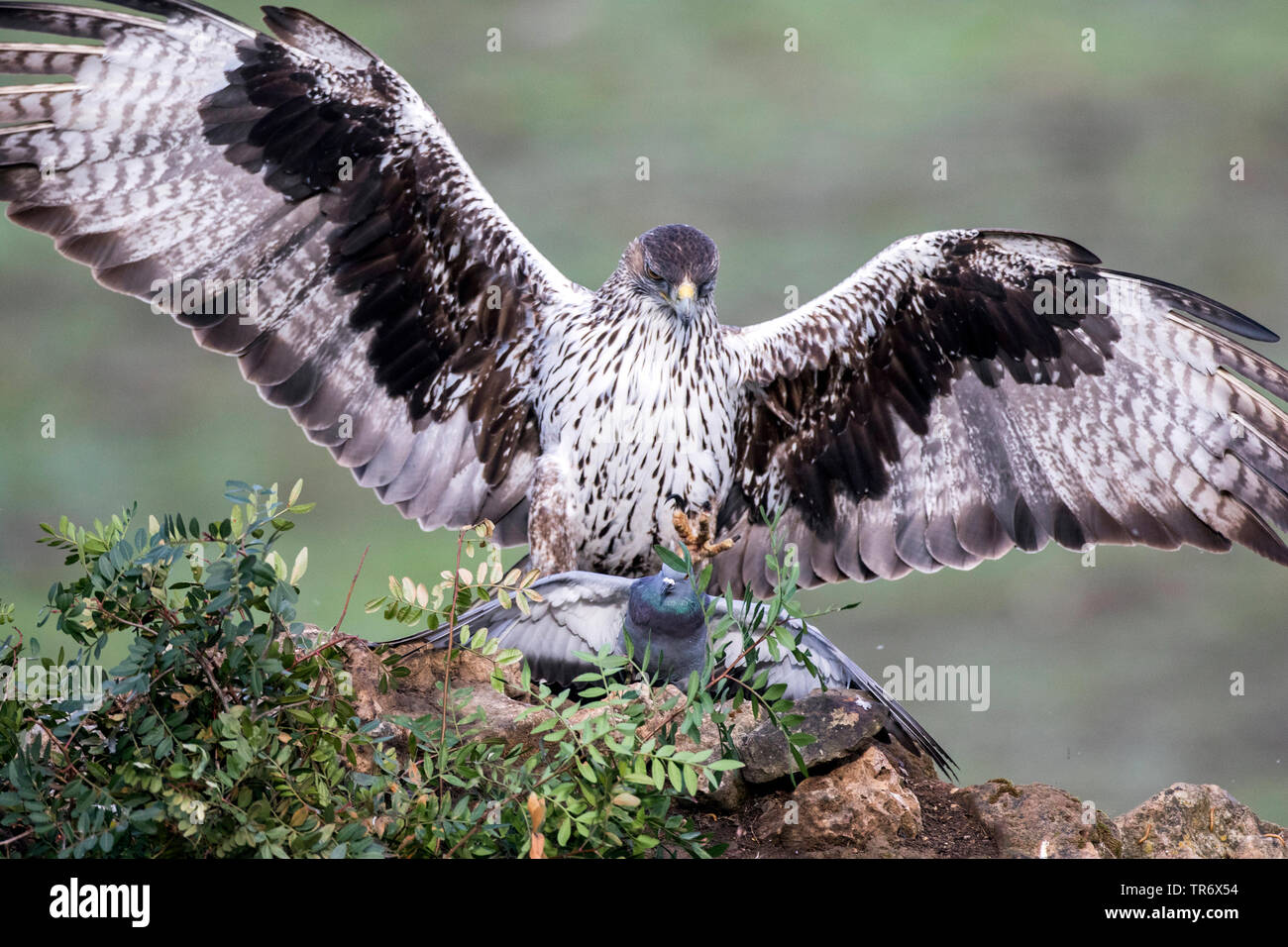 Bonellis eagle (Hieraaetus fasciatus, Aquila fasciata), atacking una colomba in un albero, Spagna, Andalusia Foto Stock