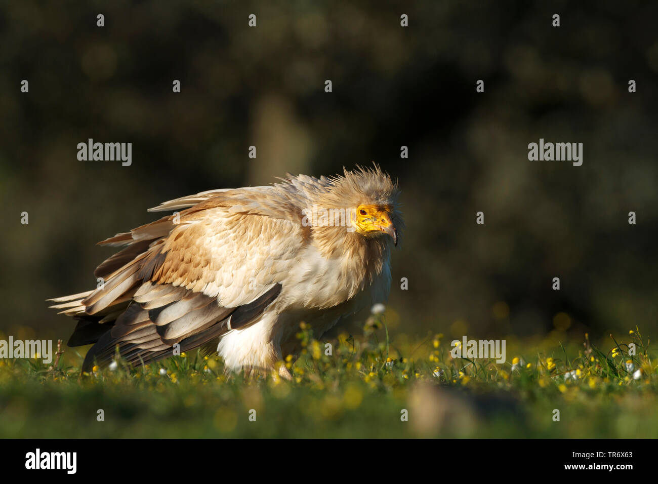Avvoltoio capovaccaio (Neophron percnopterus), appollaiate sul terreno, Spagna alcudia Valley Natural Park Foto Stock