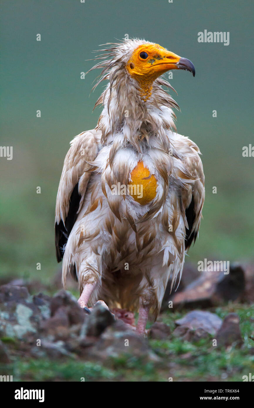 Avvoltoio capovaccaio (Neophron percnopterus), capretti capovaccaio appollaiate sul terreno, Spagna alcudia Valley Natural Park Foto Stock