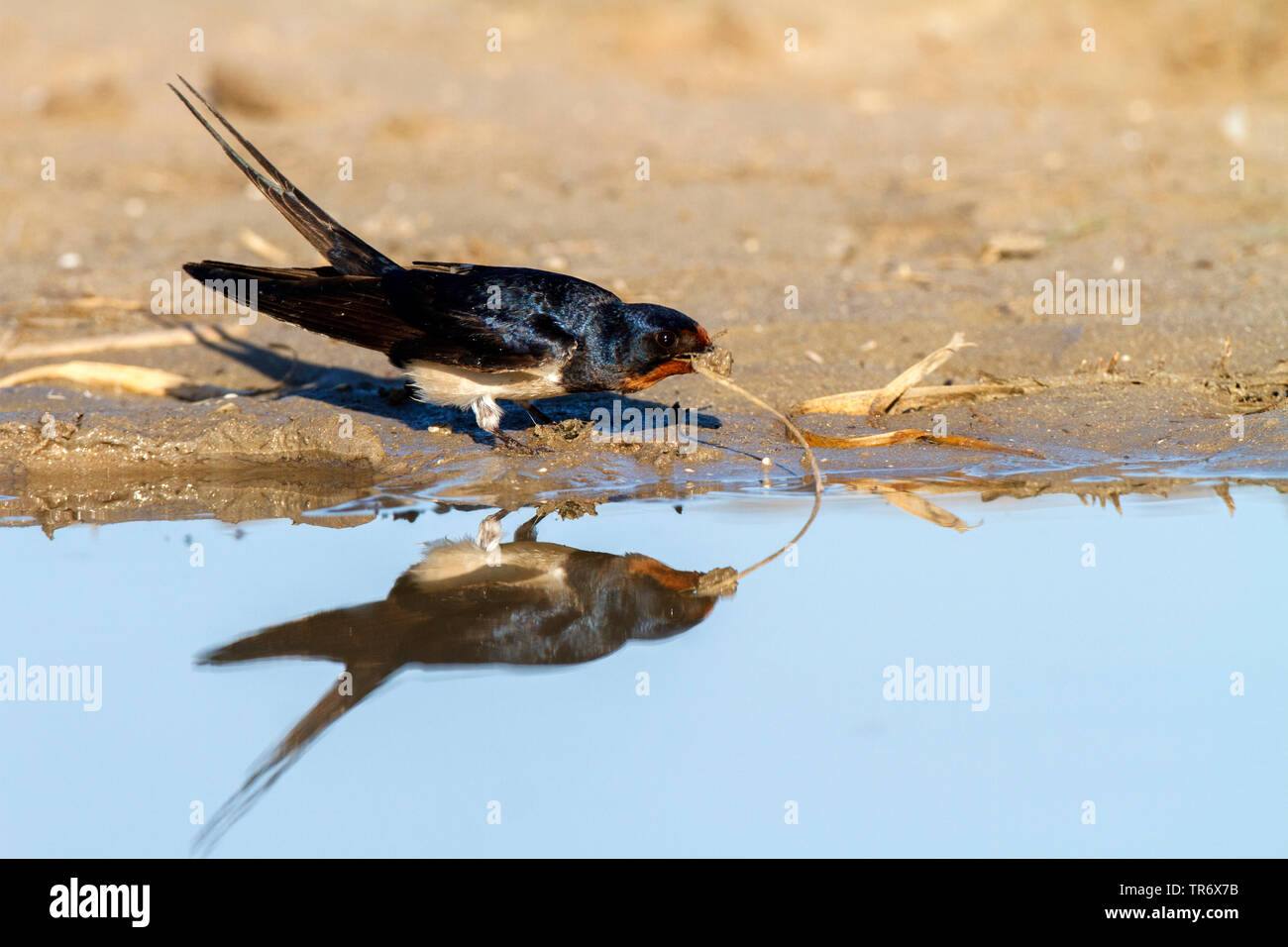 Barn swallow (Hirundo rustica), la raccolta del fango per il suo nido, Spagna Foto Stock