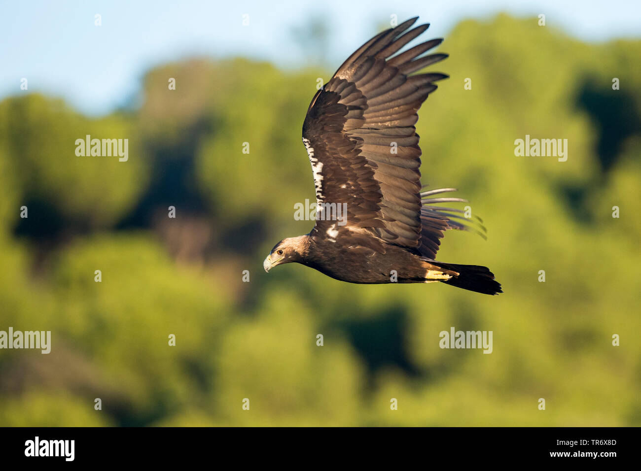 Spanish Imperial Eagle, aquila imperiale iberica, Adalberto's eagle (Aquila adalberti), volare, Spagna Foto Stock