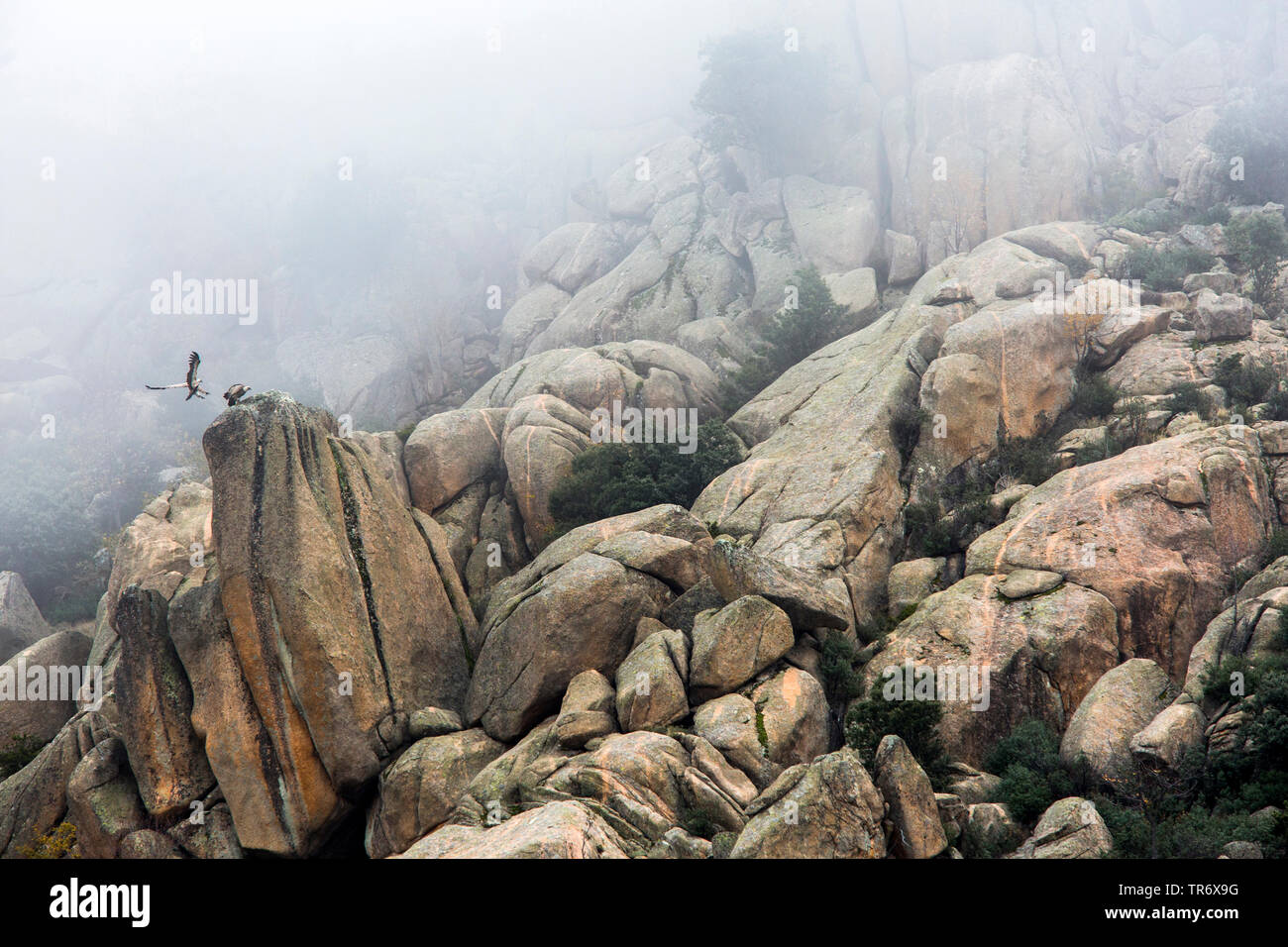 Grifone (Gyps fulvus), al eyry su una roccia nella nebbia, Spagna, Segovia, Guadarrama parco nazionale Foto Stock