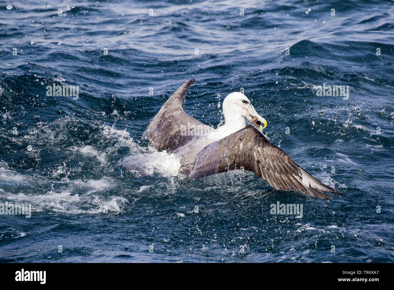 Bianco-capped Albatross (Thalassarche steadi, Thalassarche cauta steadi), prendendo il largo con il cibo, Nuova Zelanda Foto Stock