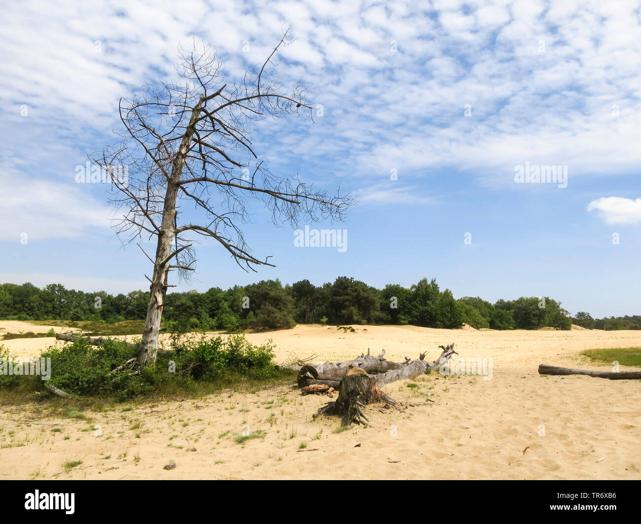 Albero morto nelle dune di Nationalpark De Maasduinen, Paesi Bassi Limburg, Parco Nazionale De Maasduinen, Landgoed De Hamert Foto Stock