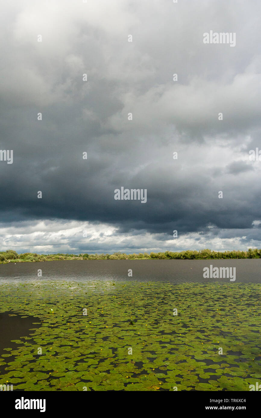 Ninfea bianca, white pond lily (Nymphaea alba), il cielo nuvoloso scuro oltre il paesaggio con ninfee a Nieuwkoopse Plassen, Paesi Bassi, South Holland, Nieuwkoopse Plassen Foto Stock