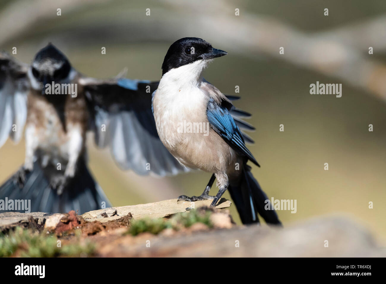 Azure iberico-winged gazza (Cyanopica cooki), su un ceppo di albero, Spagna Estremadura Foto Stock