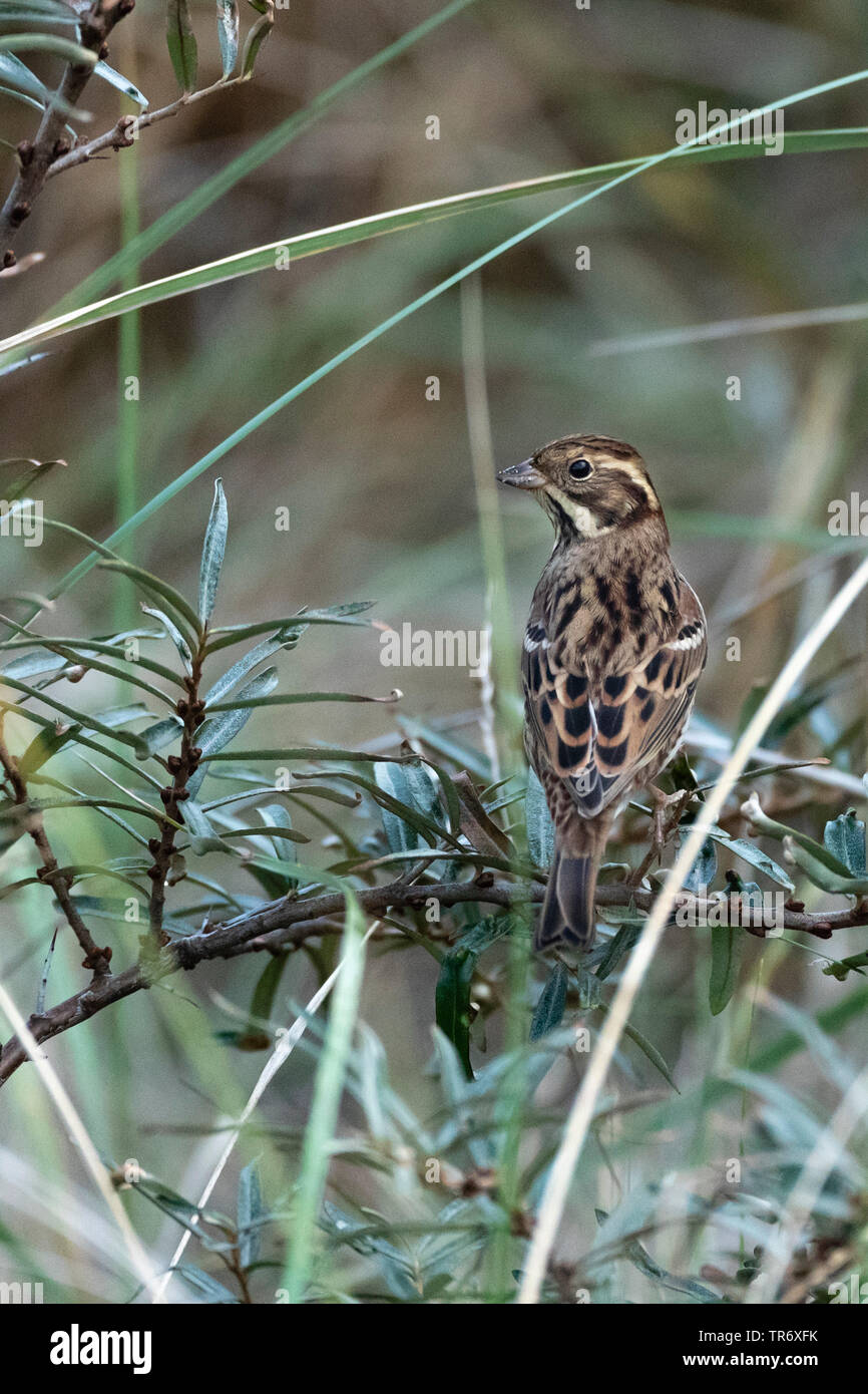 Rustico bunting (Emberiza rustica), una rara vagabonda per i Paesi Bassi, Paesi Bassi, Frisia Foto Stock