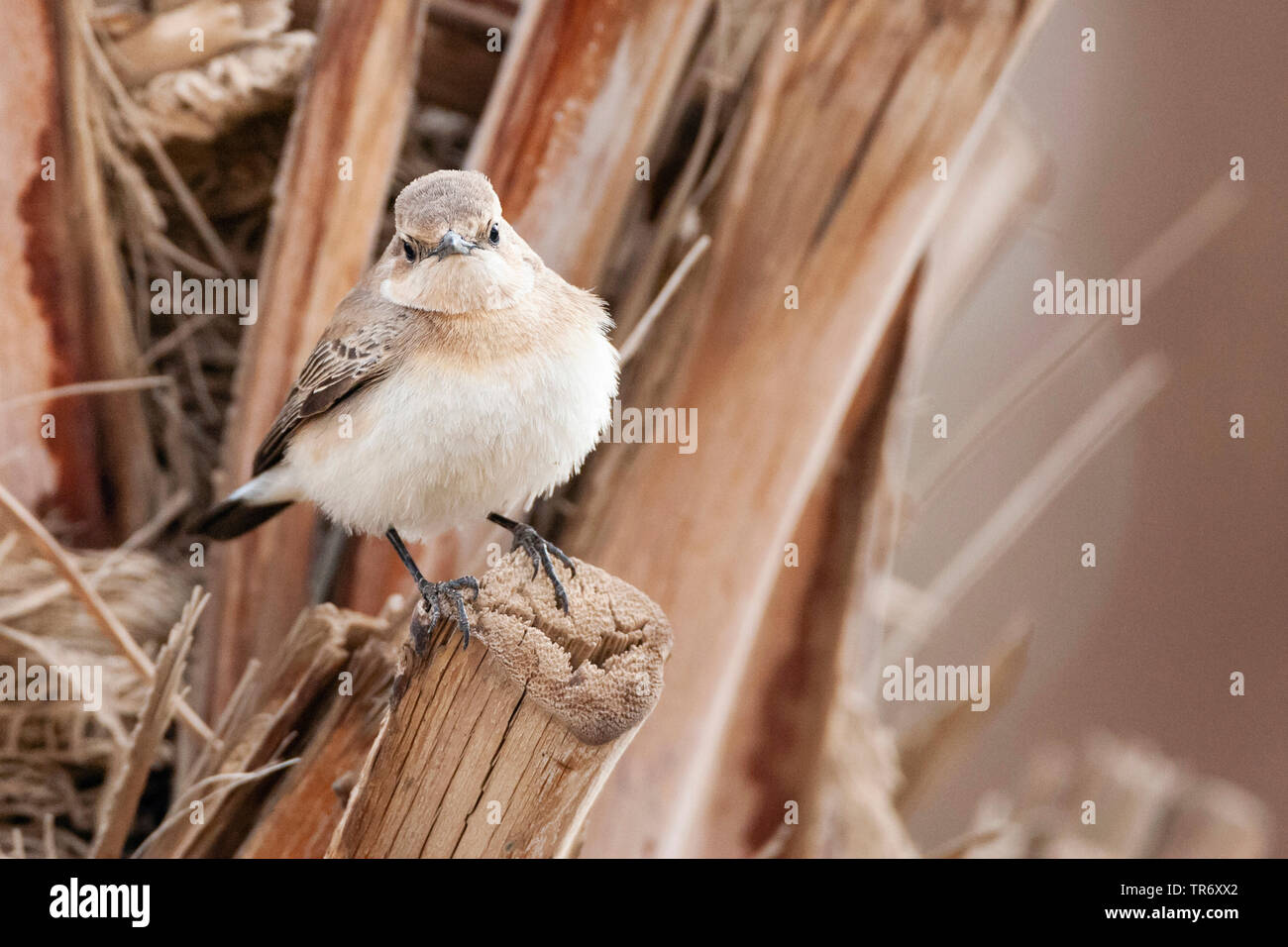 Nero orientale-eared culbianco (Oenanthe hispanica melanoleuca, Oenanthe melanoleuca), femmina, Israele Foto Stock