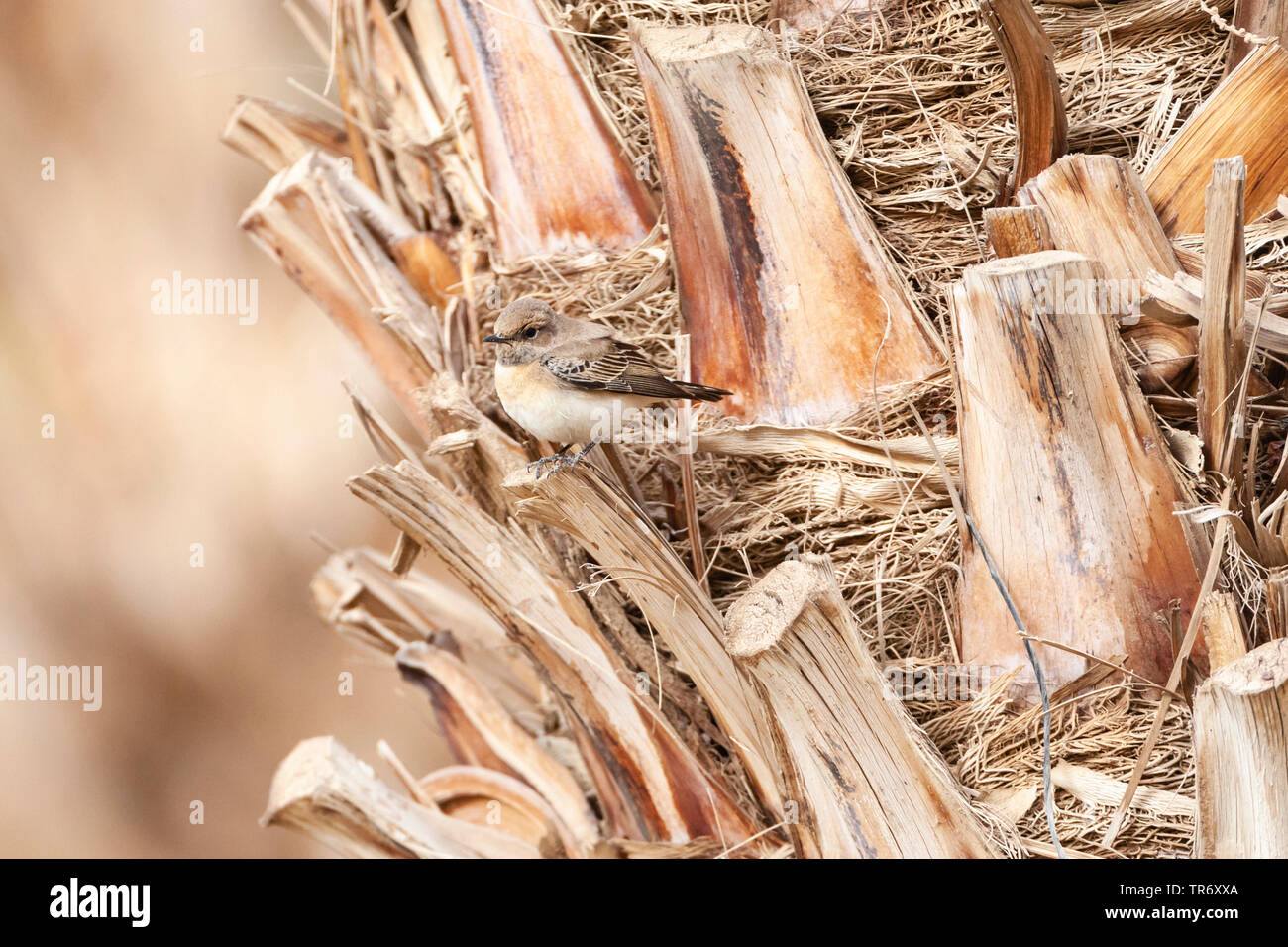 Nero orientale-eared culbianco (Oenanthe hispanica melanoleuca, Oenanthe melanoleuca), femmina, Israele Foto Stock