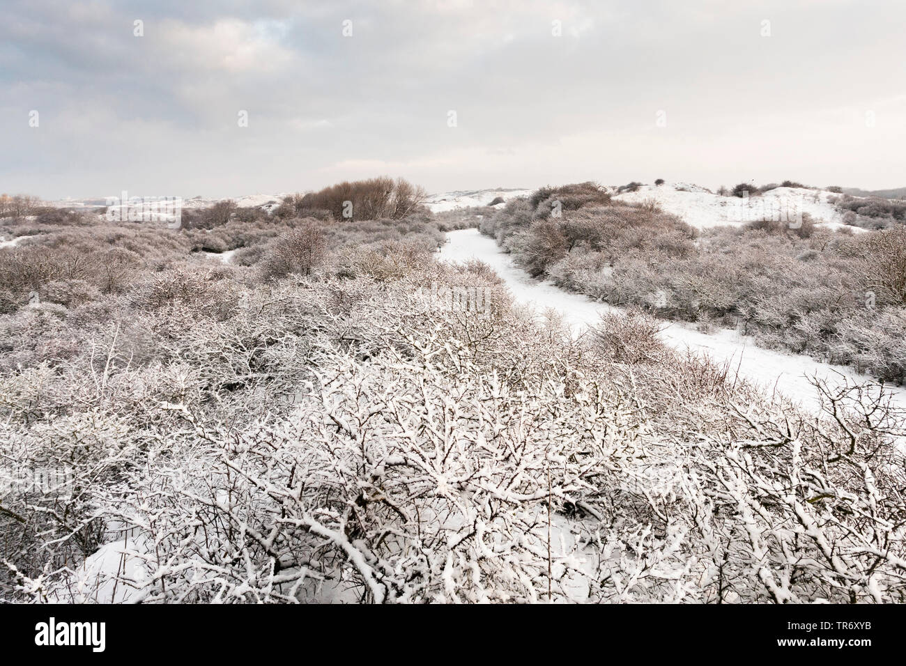 Percorso escursionistico throuhg paesaggio innevato a Hollands Duin in inverno, Paesi Bassi, South Holland, Hollandse Duinen National Park, Katwijk aan Zee Foto Stock