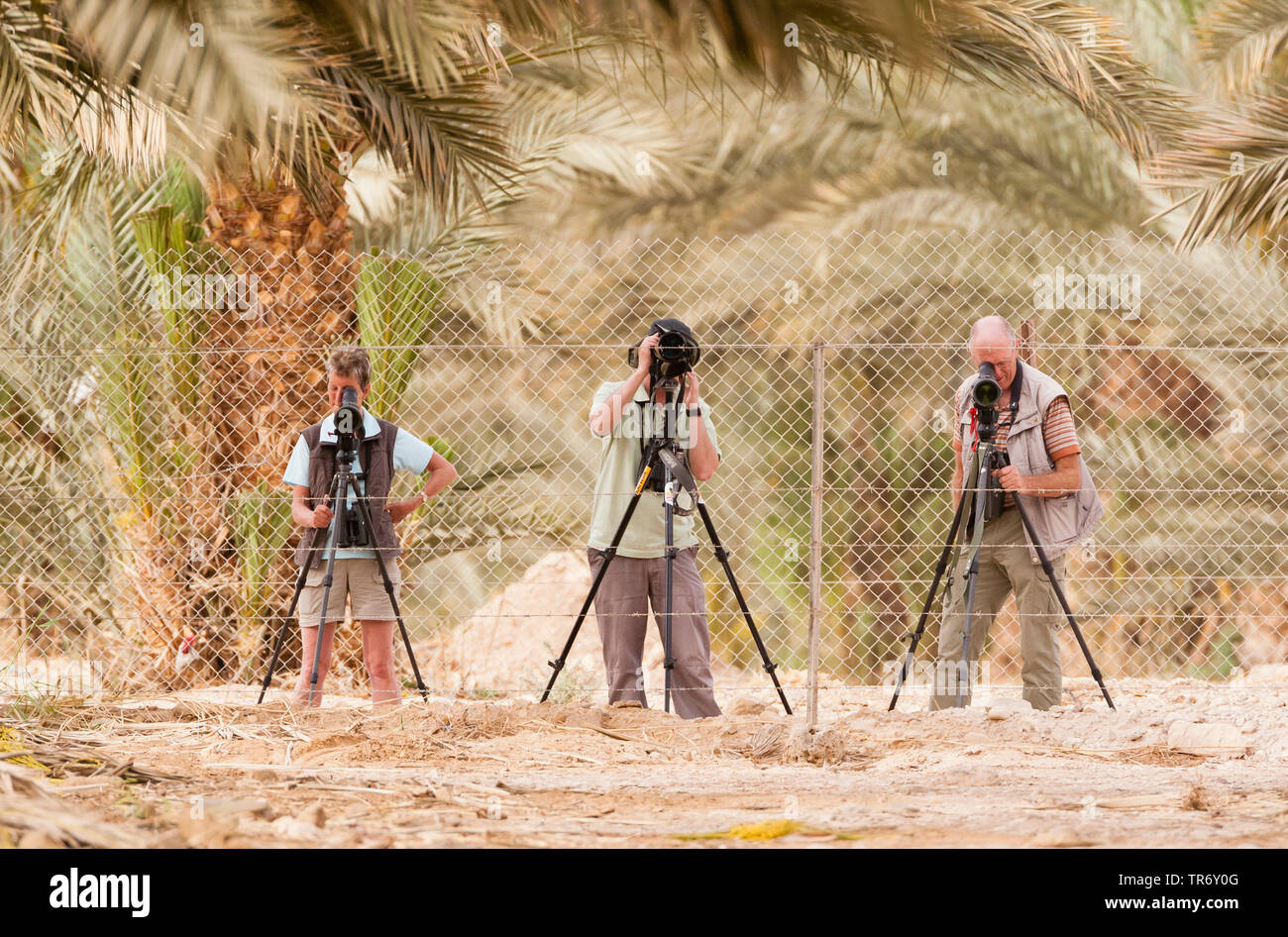 Gruppo di birdwatcher guardando attraverso cannocchiali, Israele Foto Stock
