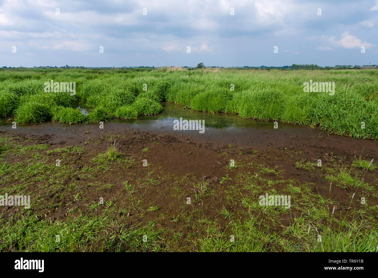 Canneti in primavera, Paesi Bassi, South Holland, Ruygeborg, Nieuwkoop Foto Stock