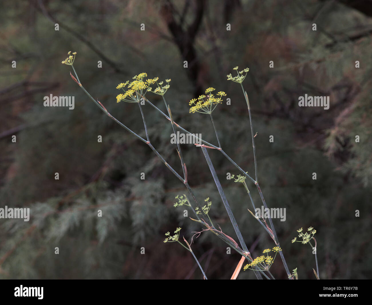 Finocchio dolce (Foeniculum vulgare, Anethum foeniculum), fioritura, Isole Baleari Spagna, Maiorca Foto Stock