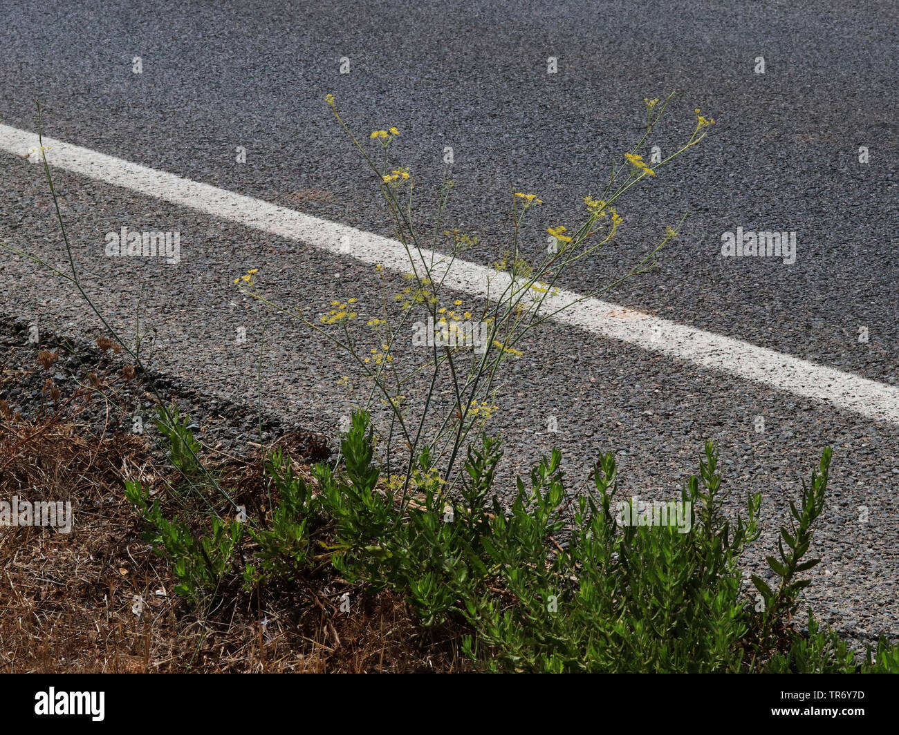 Finocchio dolce (Foeniculum vulgare, Anethum foeniculum), fioritura in corrispondenza di un bordo strada, Isole Baleari Spagna, Maiorca Foto Stock